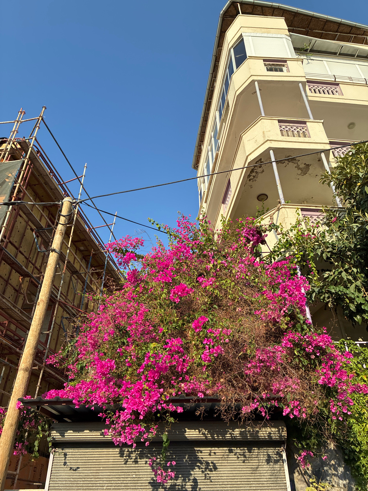 A low-angle shot captures a vibrant bougainvillea plant in full bloom with magenta flowers, cascading over a corrugated metal awning in front of a closed shop. To the left, a building under construction is visible, shrouded in scaffolding and black netting. To the right, a light-colored, multi-story building with balconies and peeling paint stands against a clear blue sky. Power lines are strung across the scene, supported by a wooden utility pole. The environment suggests an urban setting in Alanya, Turkey, possibly a street in a residential or commercial area. No people are present.