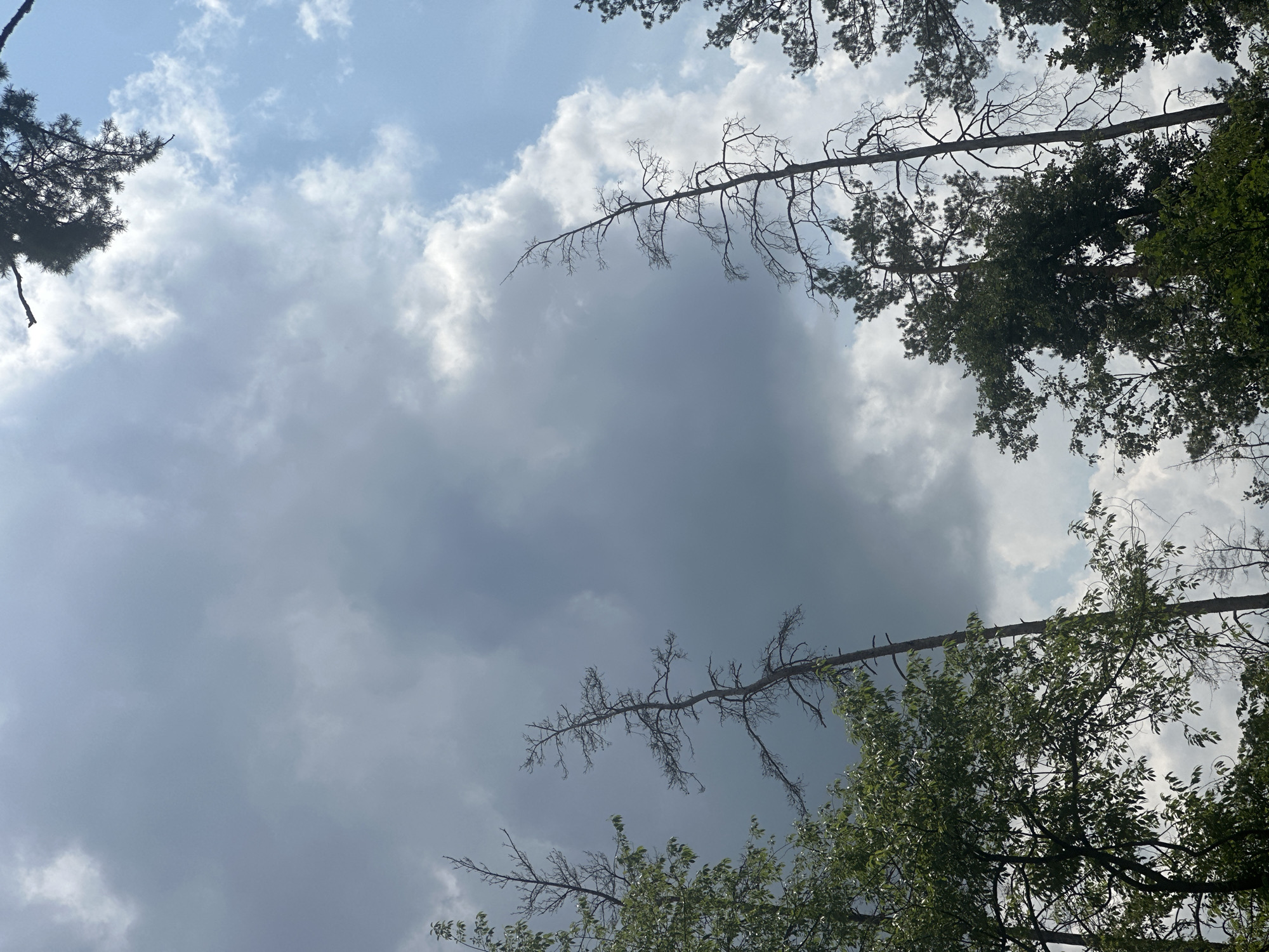 In this outdoor, low-angle shot, the sky dominates the frame, filled with a dramatic mix of dark, ominous clouds and bright patches of blue sky with scattered white clouds. Silhouetted against this celestial backdrop are the upper portions of several trees, their branches reaching upwards. To the left, a tree with full, green foliage is visible. In the center and right, bare, skeletal trees stand starkly, their thin branches creating intricate patterns against the sky. The overall atmosphere suggests an impending storm or the aftermath of one, with a sense of natural drama unfolding. The scene is devoid of human presence. The location is the city of Unknown, Unknown.
