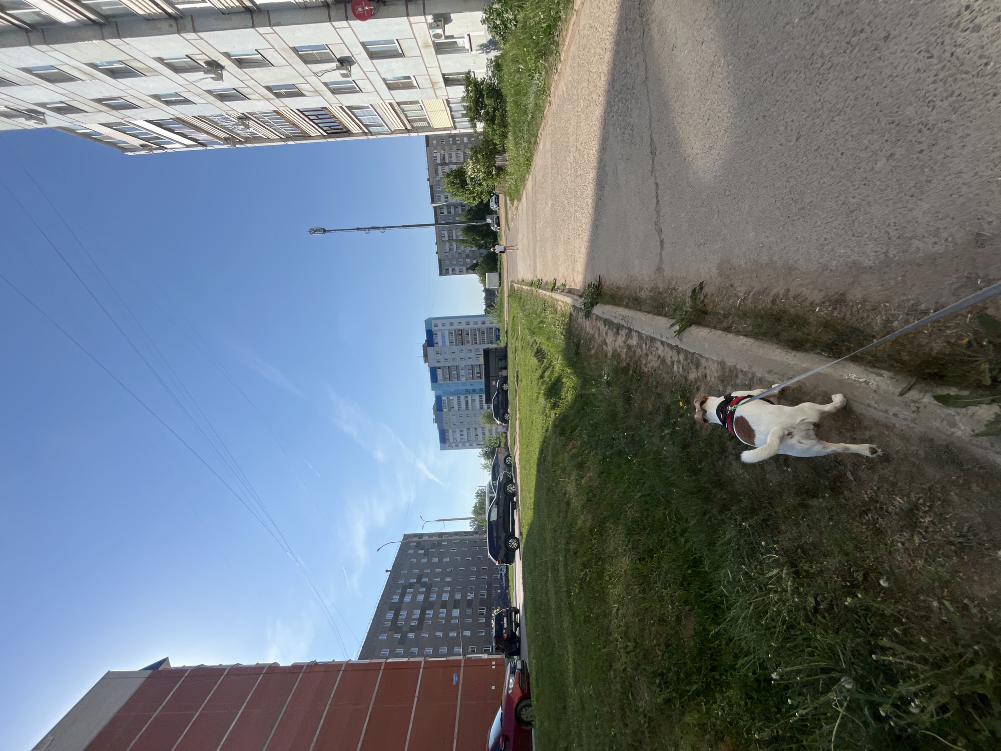 A ground-level, eye-level, color photograph depicts a daytime scene on a street in what appears to be the city of Chaikovsky, Russia. A light-colored dog with brown markings is lying on its back on a patch of grass between a sidewalk and a grassy area. The dog is wearing a harness and is leashed. The leash extends off-frame to the right. A yellow flower is near the dog's head.
The sidewalk is adjacent to a paved road. Several multi-story apartment buildings are visible on the left side of the image. Cars are parked along the road. The sky is blue with few clouds.