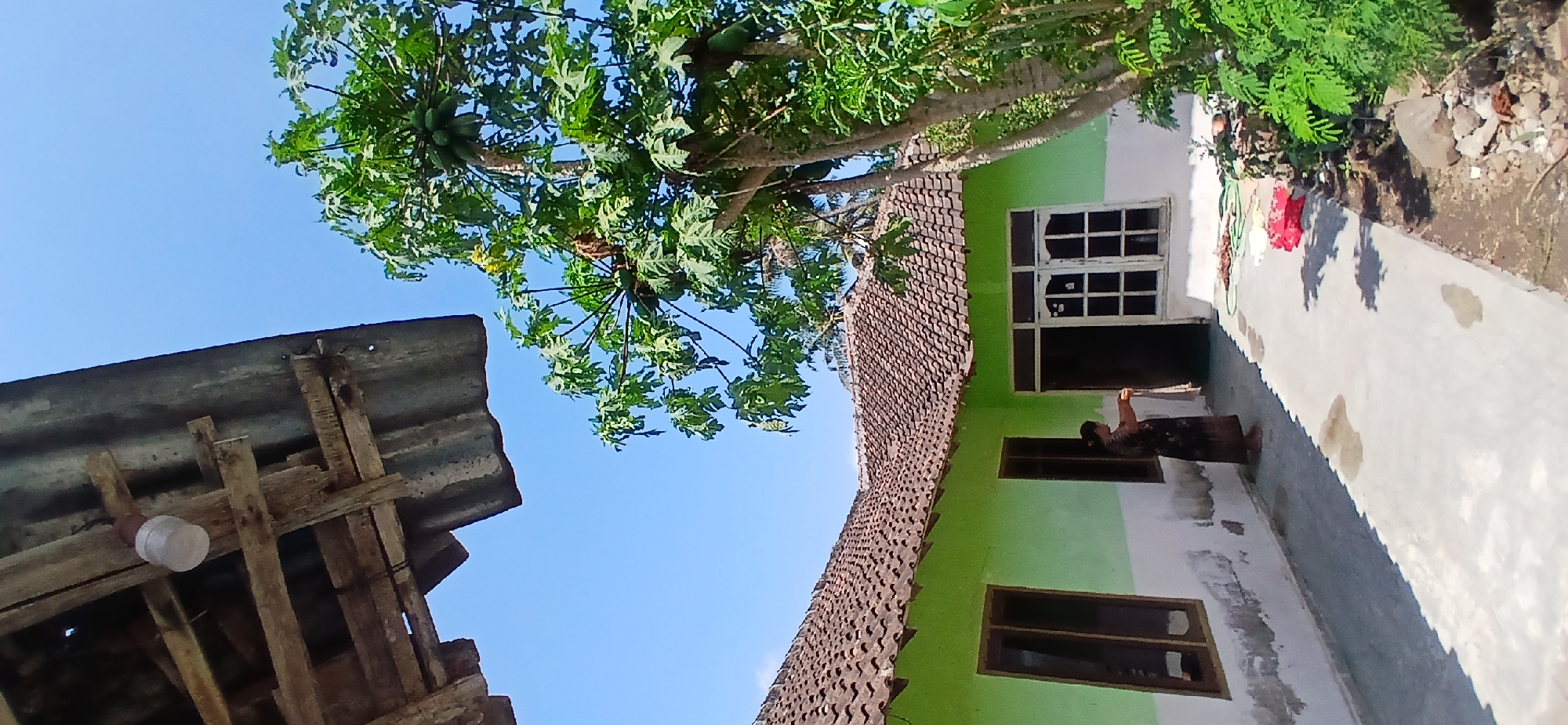 A medium shot captures a woman in a long, patterned dress standing on a concrete walkway outside a one-story house. The house has a green and white painted exterior with a terracotta tiled roof. Two windows with dark brown frames are visible on the left side of the house, and a doorway with white-framed glass doors is on the right. The woman is holding a white cloth, seemingly in the process of cleaning or drying something, with her body angled towards the doorway.
To the right of the house, a papaya tree is laden with green papayas, its branches extending upwards and to the left. The sky is clear and blue, with a section of a makeshift roof constructed from corrugated metal and wooden beams visible in the upper left corner. The ground in front of the house is paved with concrete, with some darker, possibly wet, patches. In the foreground, to the right, there is a patch of dry soil with rocks and green vegetation. The overall scene appears to be outdoors on a sunny day, suggesting a residential setting, likely in Pejaten, Indonesia, given the architectural style and vegetation.