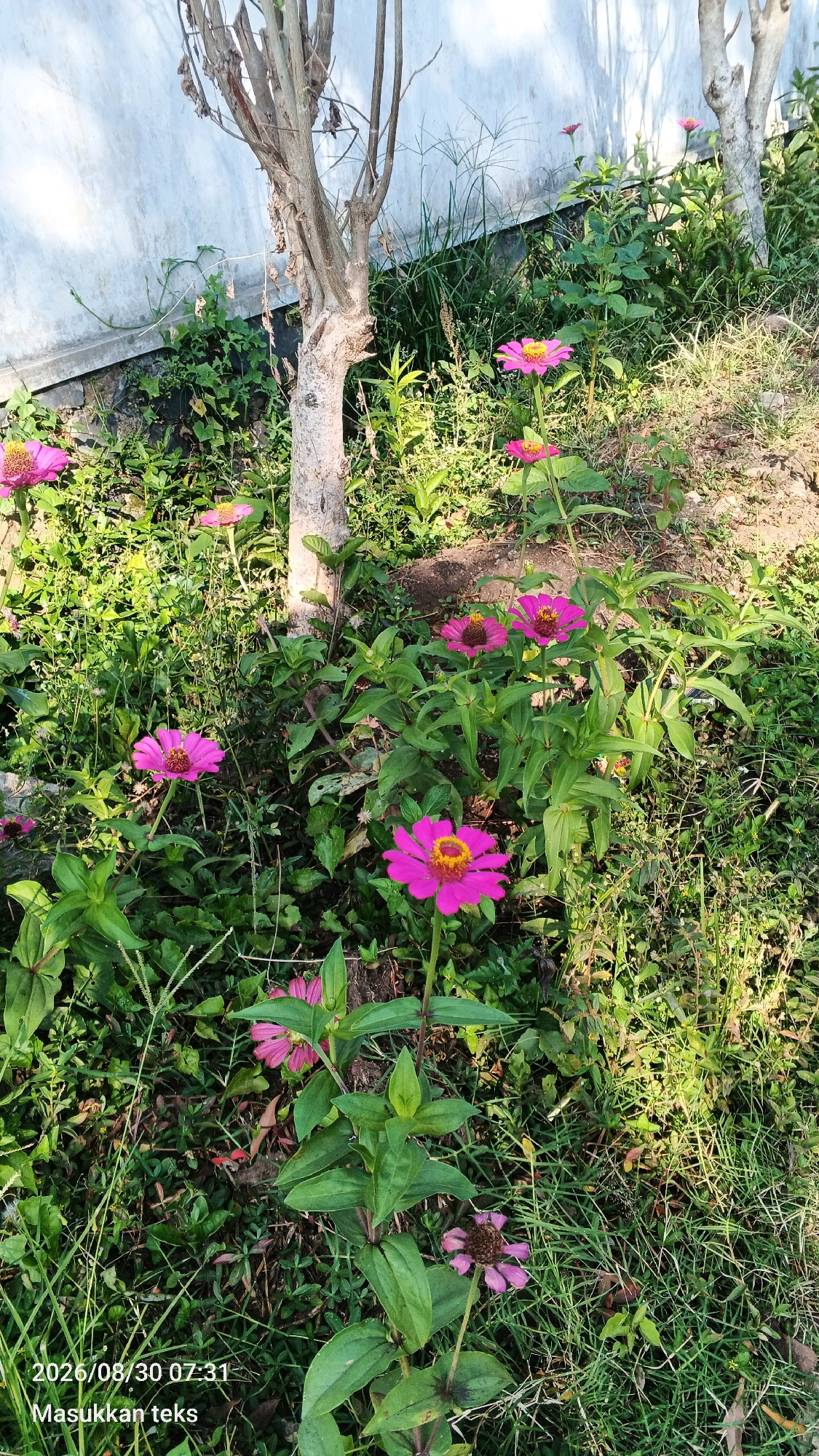 A medium shot captures a cluster of vibrant pink zinnia flowers in the foreground, their yellow centers prominent against the bright petals. The flowers are surrounded by lush green foliage and a sparse, dry tree trunk stands to the left, its branches bare. In the background, a white wall with shadows cast upon it suggests an outdoor setting, likely a garden or yard. The scene is lit by natural sunlight, creating dappled light and shadow across the plants. The timestamp "2026/08/30 07:31" and the text "Masukkan teks" are superimposed on the lower left corner of the image, indicating it was taken in Sumberporong, Indonesia. No people are present in the image.