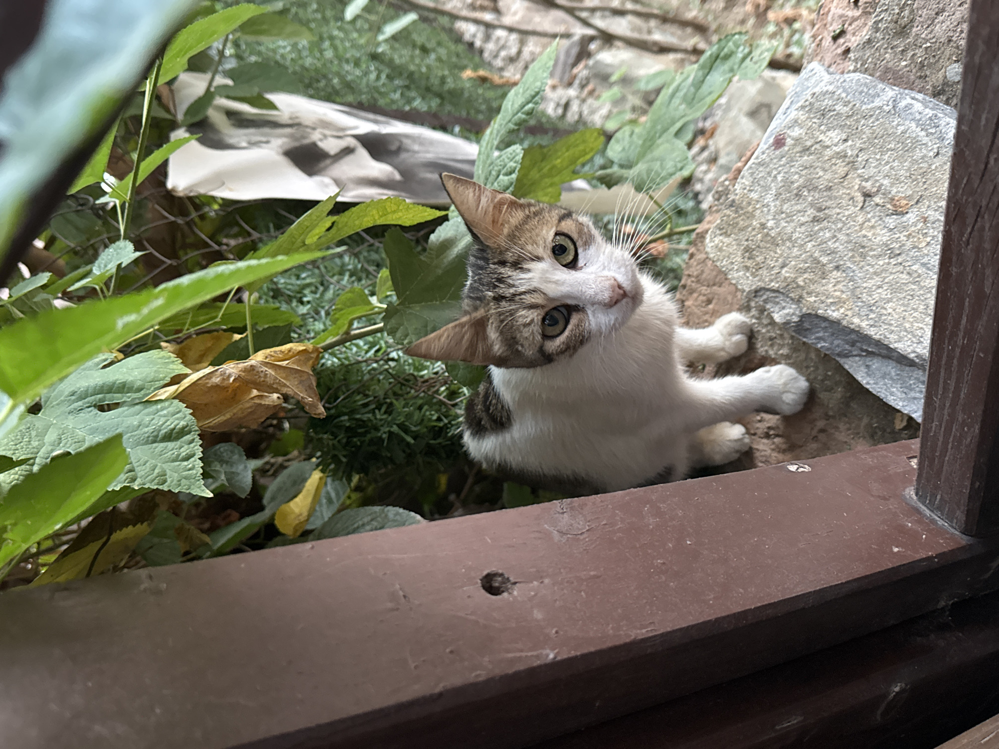 In the city of Selçuk, Turkey, a young cat with white and tabby markings is perched on a stone wall, surrounded by lush green foliage and some dry leaves. The cat is looking directly at the camera with its green eyes. In the foreground, there is a wooden structure, possibly a fence or part of a building, with visible nail holes. The background consists of more greenery, a chain-link fence, and a white sheet or fabric hanging amongst the plants. The overall scene suggests an outdoor, possibly somewhat neglected, environment.