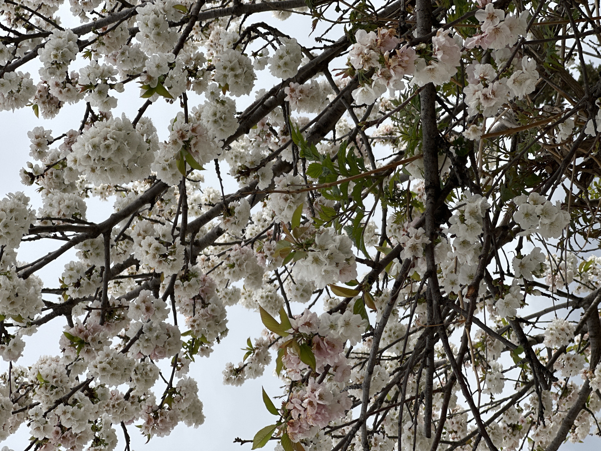 The image shows a close-up of a blooming tree with white and some pinkish blossoms against a pale sky, likely in Šušanj, Montenegro. Branches are visible throughout the frame, some with green leaves. The flowers appear in dense clusters.