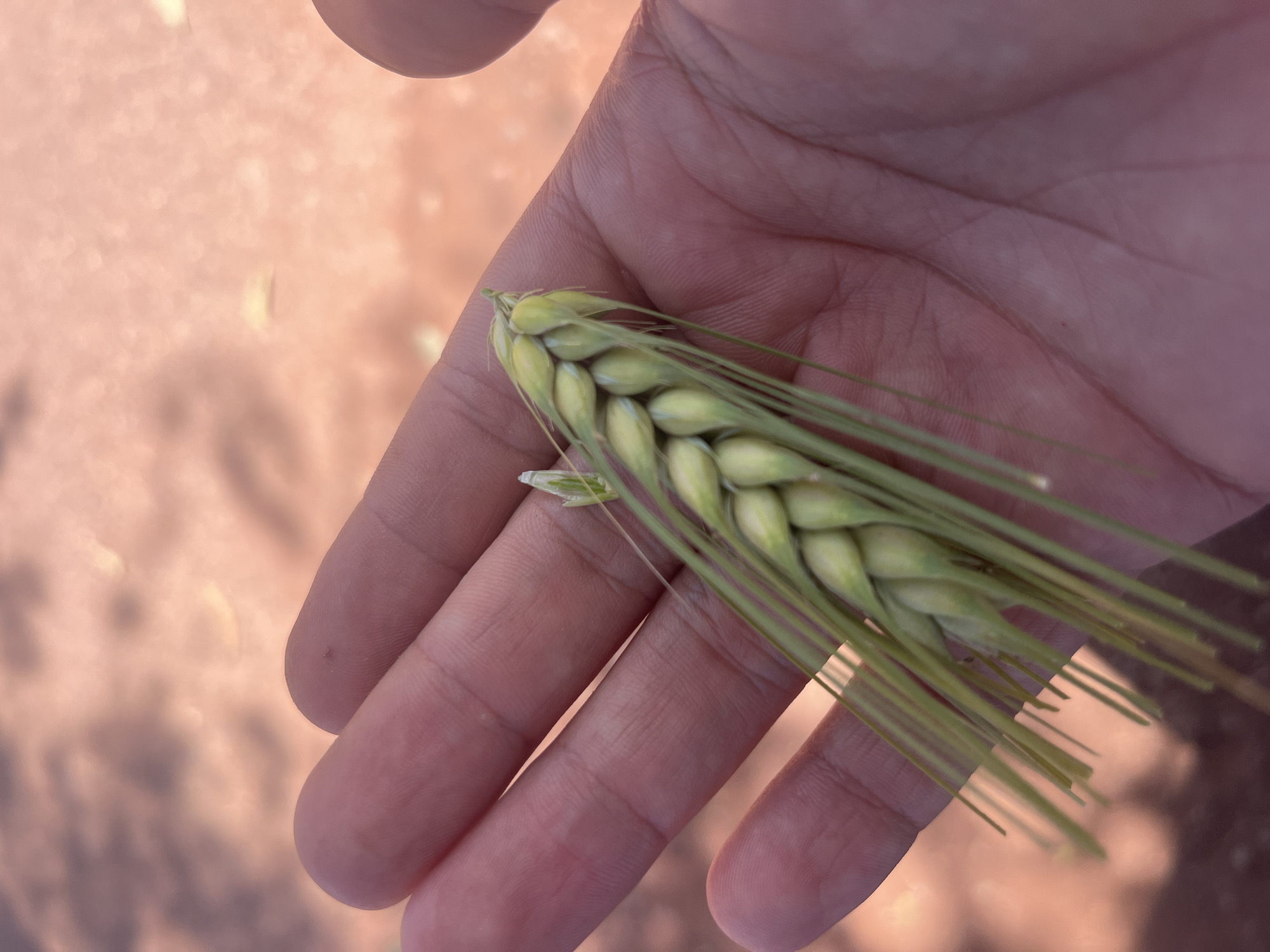 A close-up captures a hand holding a stalk of wheat. The wheat head is green, with long awns extending outward. The background is blurry, displaying a light-brown, possibly sandy or earthen, texture. This suggests an agricultural setting. The image does not provide enough information to confirm a specific location such as the city of Ouaouizert, Morocco, nor to confirm the presence or actions of people.