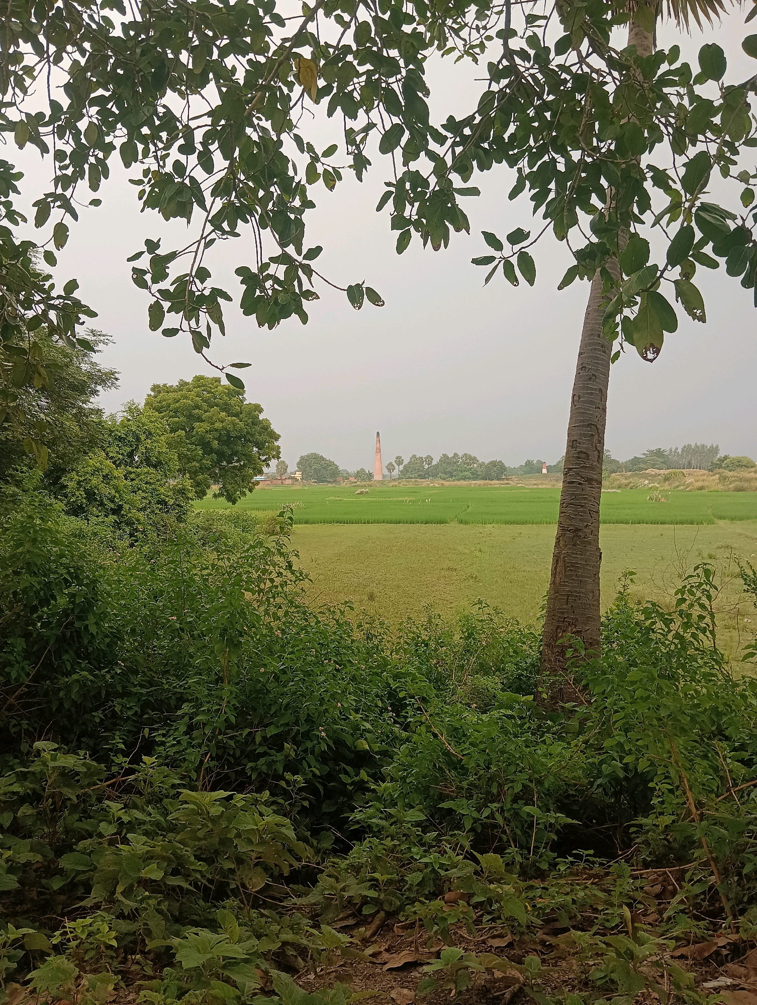 The image depicts a serene rural landscape, likely in the vicinity of Tilkar, India, characterized by lush greenery and agricultural fields. In the foreground, dense foliage of various shrubs and trees, some with prominent leaves, partially frames the scene. A tall, rough-barked tree trunk stands prominently on the right side of the image, its upper branches and leaves extending into the frame from the top. Beyond the foreground vegetation, a vast expanse of green fields stretches into the mid-ground, suggesting agriculture. In the distance, a tall, reddish brick structure, possibly a chimney or a tower, rises against a hazy, overcast sky. Other smaller structures and trees are scattered across the horizon. The overall impression is one of a tranquil, rural environment under a subdued sky. There are no people or animals visible in the frame.