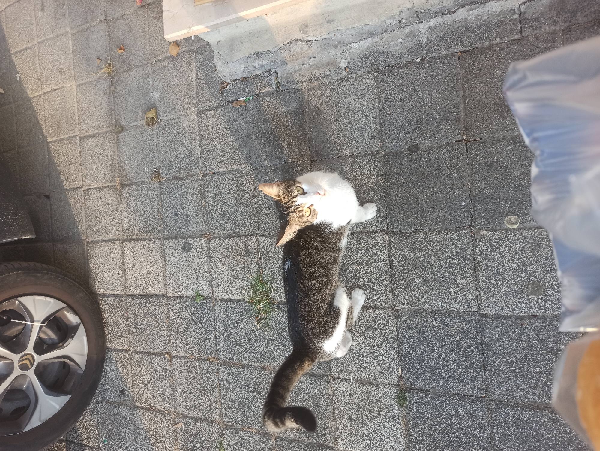 A tabby and white cat with heterochromia, one blue eye and one yellow-green eye, stands on a gray tiled sidewalk in Ümraniye, Turkey. The cat is facing upwards, looking at the camera. A car wheel with a silver rim is visible in the upper left corner of the image. The sidewalk is made of square concrete tiles. There are some fallen leaves and sparse green vegetation on the ground. In the lower foreground, a blurry white plastic bag with some objects inside is visible. The lighting suggests it is daytime, with shadows cast on the ground.