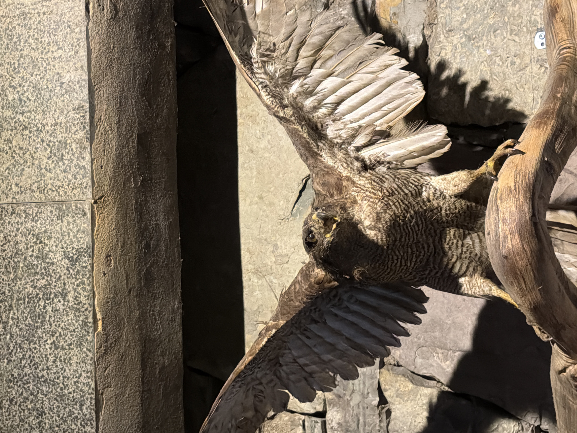 A taxidermied owl with its wings spread is perched on a branch in a diorama with a faux stone wall and pillar in the background. The scene is dark. The exact location is Mukhatgverdi, Georgia.