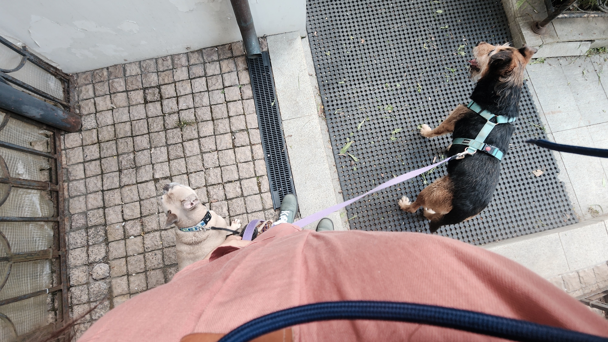 A top-down, wide-angle shot shows a person walking two dogs on leashes in an urban environment. The person is wearing a salmon-colored shirt, green shoes, and dark blue strap around their chest.
One dog, a tan and white bulldog, is standing on cobblestones near a metal grate and iron gate. The second dog, a brown and black terrier with a blue harness, is sitting on a gray, perforated mat. The leashes are lavender and black.
The location is identified as Khimki, Russia. Additional details include a drain pipe along a building, a concrete curb, and some sparse vegetation. The overall scene suggests a casual walk in a city setting.