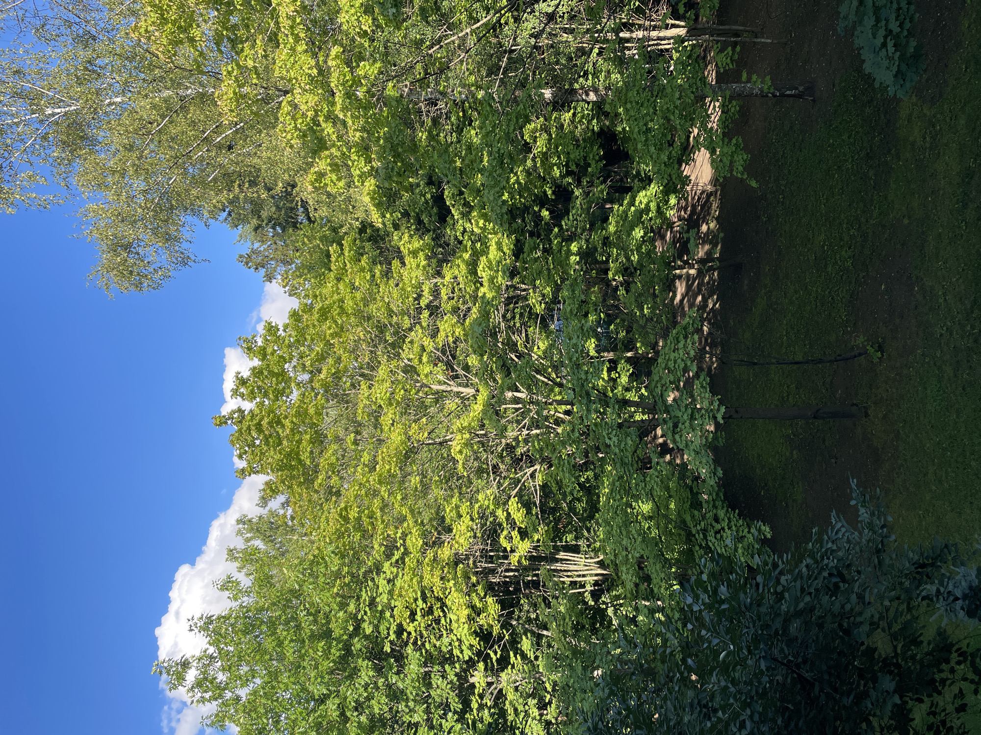 The image shows a dense forest with a clear blue sky and scattered white clouds. The trees are lush and green, with sunlight filtering through the leaves, creating dappled shadows on the ground. A small clearing with grass is visible in the lower part of the image, with a dirt path winding through the trees. The scene appears to be a natural setting, possibly a park or a forest area within a city. The location is identified as Vnukovo, Russia. There are no people or animals visible in the image. The overall impression is one of a serene and natural environment on a sunny day.