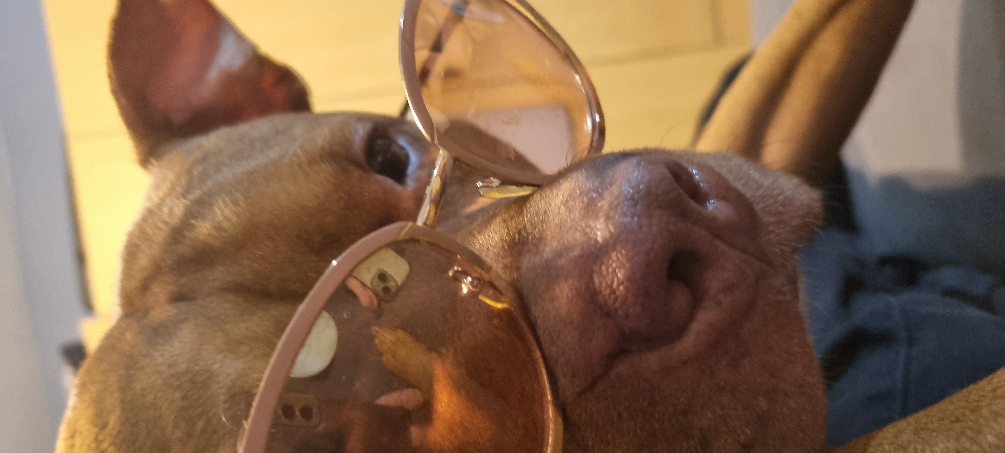 A close-up, low-angle shot captures a brown-furred dog wearing stylish sunglasses. The dog's face fills the frame, with its wet, textured nose prominent in the center, and one ear visible on the left side of the image. The sunglasses have light-colored, possibly rose gold or pale pink, frames and brown-tinted lenses, resting on the dog's snout.
Notable details include reflections in both sunglass lenses. The reflection in the left lens (viewer's left) clearly shows what appears to be the back of a smartphone, possibly an iPhone, with its distinctive dual camera lenses visible. A hand, likely holding the phone to take the picture, and a circular object are also discernable in this reflection. The reflection in the right lens is less distinct but suggests the presence of the person taking the photo.
The background is softly blurred, showing a light yellowish surface on the left and a darker, blue or grey fabric and shadow on the right, indicating an indoor setting. The lighting is diffused, with some highlights on the dog's fur and nose. The dog's expression is neutral, contributing to a humorous and lighthearted mood. There is no visible text in the image.
