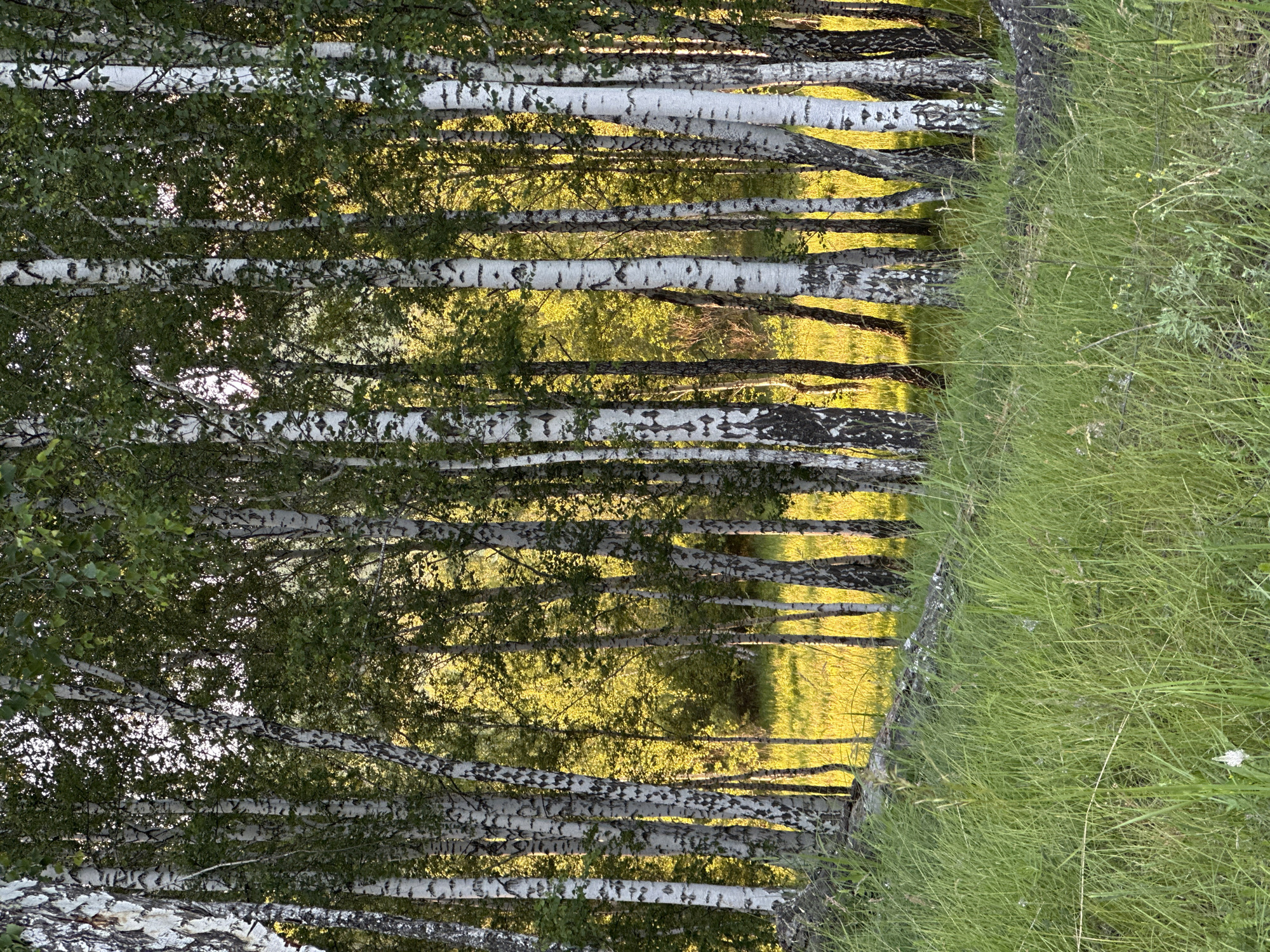 The image depicts a dense grove of birch trees with their distinctive white and black bark. The trees are tall and slender, with green foliage forming a canopy overhead. The ground in front of the trees is covered in lush green grass, some of which is quite tall, and there is a fallen log with grey bark in the foreground. Behind the birch trees, the background is filled with more trees and foliage, illuminated by a bright, golden light, suggesting sunlight filtering through the leaves. The overall impression is a natural, serene forest environment. No people or structures are visible in the image.