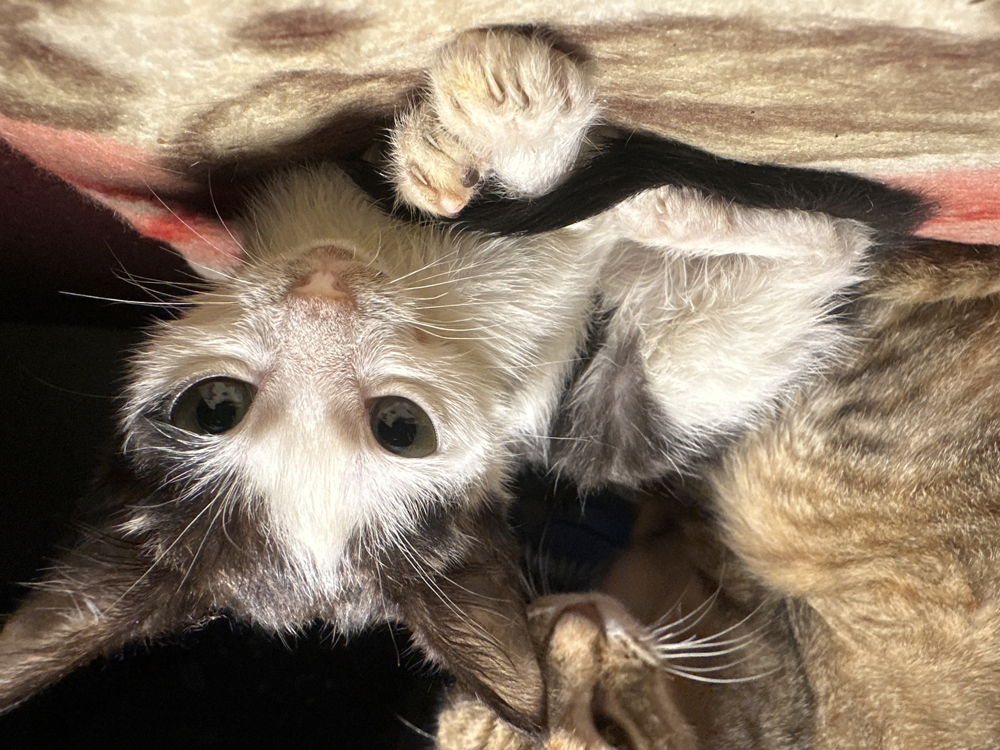 A kitten with white and black fur is lying on a patterned blanket, possibly near a mother cat whose tan fur is visible in the background. The kitten's eyes are open and appear to be green. Its small paw is resting near its face. The lighting is dim, with the background being dark. This image is likely from an indoor setting, possibly a home in Jos, Nigeria.