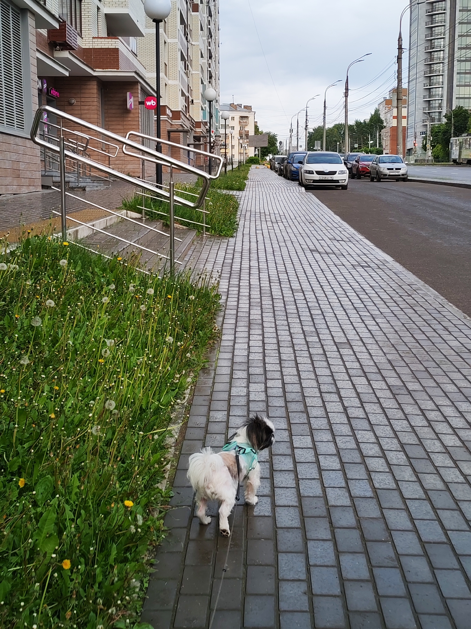 A small, dark and white domestic dog, possibly a Shih Tzu, wearing a light blue chest harness, walks on a wet grey paved sidewalk in the city of Izhevsk, Russia. The dog is viewed from behind and slightly to its left. To the left of the sidewalk is an unmaintained strip of green grass populated by numerous dandelions, some yellow and others gone to seed. A multi-level polished metal handrail descends towards the sidewalk, originating from a building entrance.
On the left side of the street, a multi-story building features a light-colored facade with lower sections adorned with brick-patterned cladding. A ground-level commercial storefront prominently displays a red "wb" logo (Wildberries), and another partially visible sign suggests an "H" or "O."
Parallel to the sidewalk on the right is a wet asphalt road, where several cars are parked facing away from the camera. The closest vehicle is a white Skoda Octavia bearing a Russian license plate "A 248 BC 116," indicating registration in the Republic of Tatarstan. Further down the line are blue, red, and silver cars.
The street recedes into the background, lined by various multi-story urban buildings, including a tall, modern structure with extensive fenestration visible on the far right. Tall, dark streetlights with curved luminaires are regularly spaced along the road, accompanied by visible overhead power lines. A possible tram track is discernible on the far right, with a distant red traffic light signal. The sky is overcast, and the damp surfaces suggest recent rain, depicting a typical urban environment.