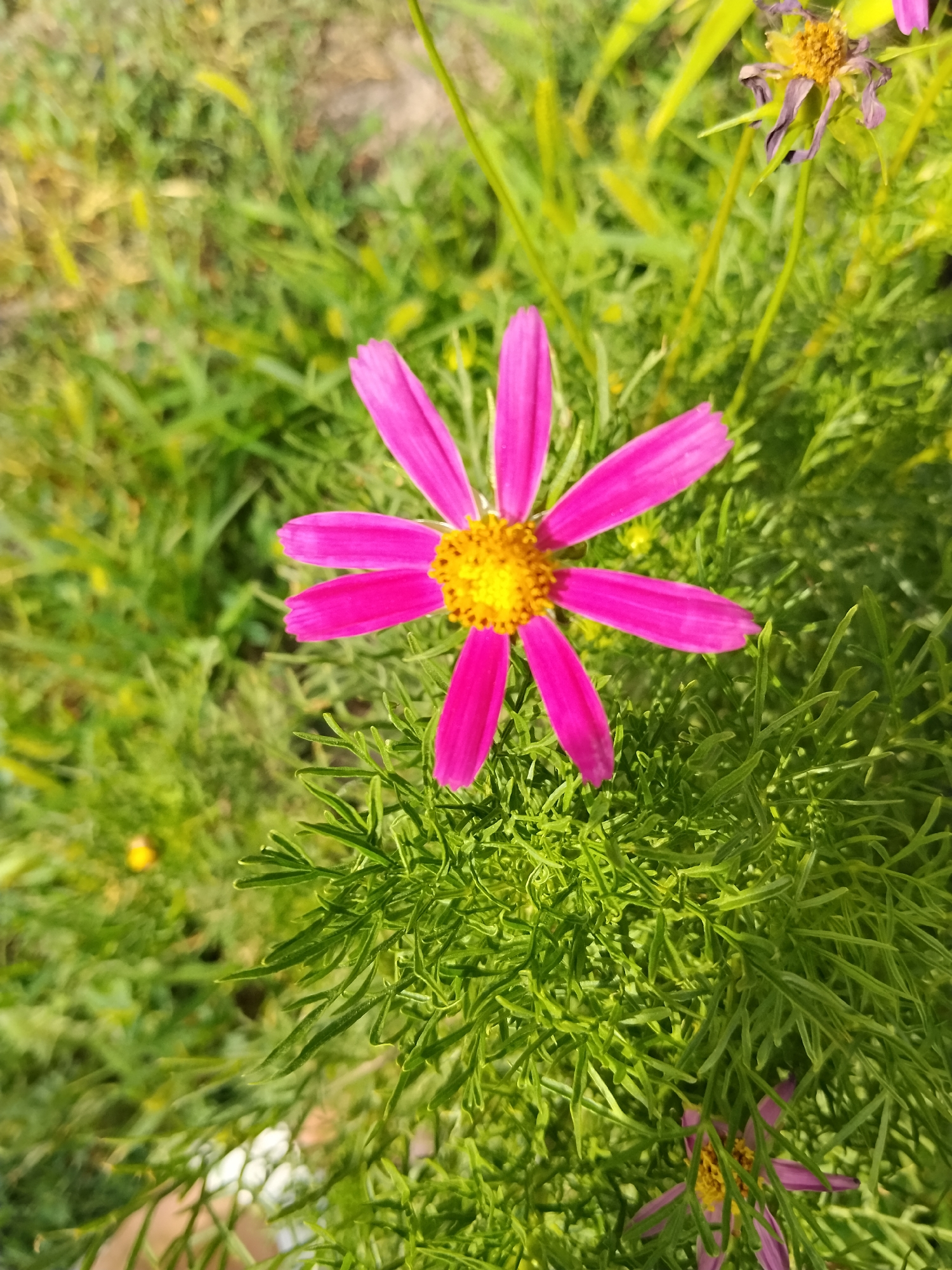 A close-up, eye-level shot captures a vibrant pink cosmos flower in sharp focus against a blurred green background of foliage. The flower, with its distinct yellow center, is the primary subject, its delicate petals spread wide. The surrounding greenery appears lush and somewhat wild, suggesting an outdoor setting, possibly a garden or park. The light is bright and natural, indicating it was taken during daylight. There is no indication of human presence or activity in the immediate vicinity of the flower. The image is a still-life study of a single flower.
