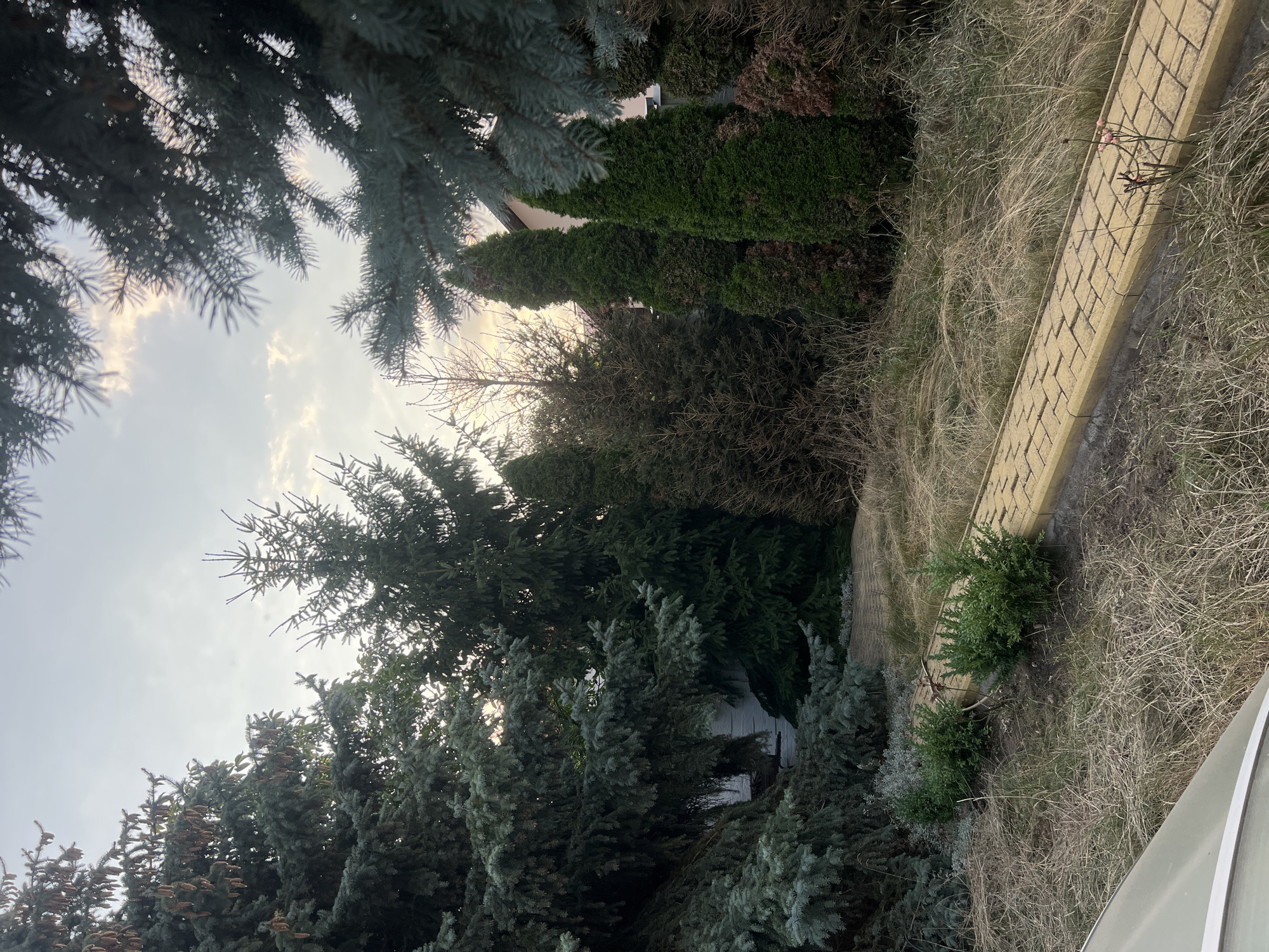 In Fontanka, Ukraine, a pathway constructed of yellow bricks with concrete edging winds through a yard dominated by evergreen trees and dry, tall grass. The yard appears to be a private residential property, with a portion of a light-colored building visible in the background. The sky overhead is overcast with hints of pale sunlight breaking through the clouds, suggesting either early morning or late afternoon. The overall scene conveys a sense of natural, somewhat unkempt landscaping.