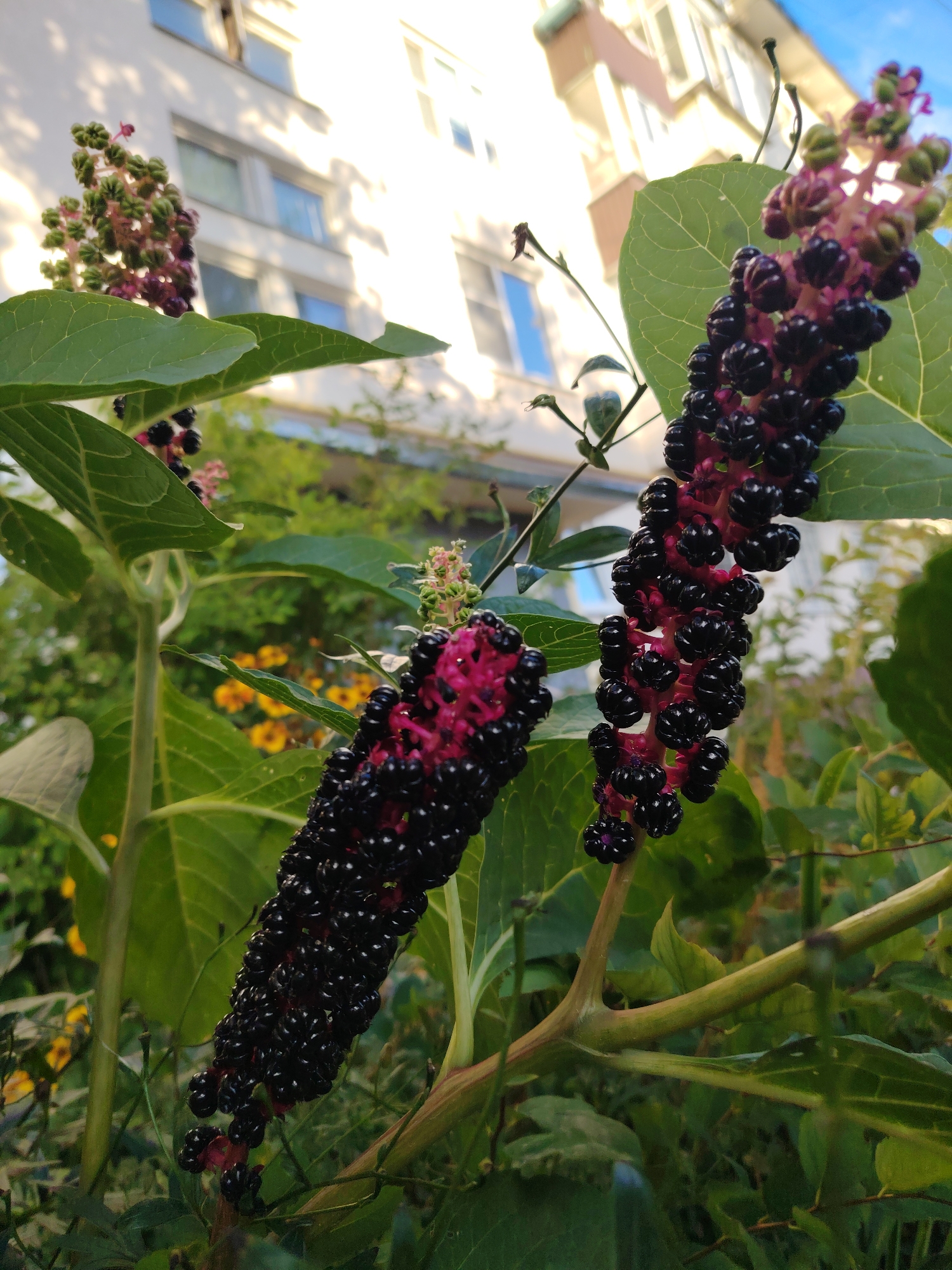 The image shows a close-up view of Phytolacca americana (pokeweed) plants with dark purple berries and green leaves. The plants are in a natural setting, likely outdoors. In the background, a building with white walls and windows is visible, suggesting an urban or suburban environment. The sky is bright, indicating daytime, possibly late afternoon due to the warm lighting. The scene appears to be within the city of Solnechnogorsk, Russia, based on the provided location context. There are no people or animals visible in the image. The focus is on the botanical elements of the scene.