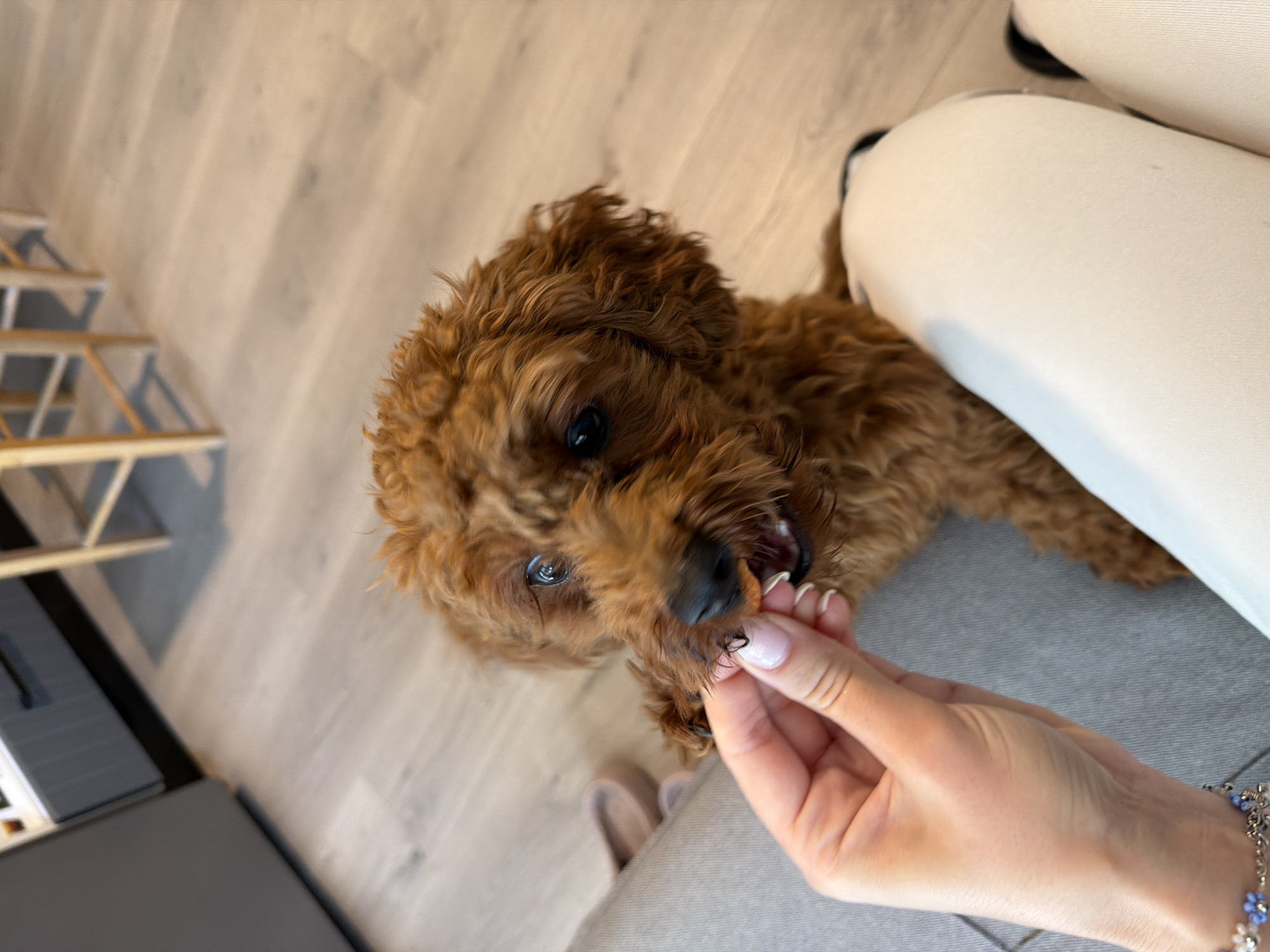 A small, fluffy, brown dog with dark eyes and a wet nose is being fed a treat by a person's hand. The dog is looking up at the hand with its mouth slightly open, as if anticipating the treat. The hand is holding a small, orange, square-shaped treat between its thumb and forefinger. The dog is sitting on a gray surface, possibly a couch or a rug, and its hindquarters are resting on a white surface, likely pants. In the background, a light-colored wooden floor is visible, along with the legs of a wooden chair and a sliver of a gray cabinet. The scene appears to be indoors, in a home environment. There is no indication of the location being in Noevtsi, Bulgaria.