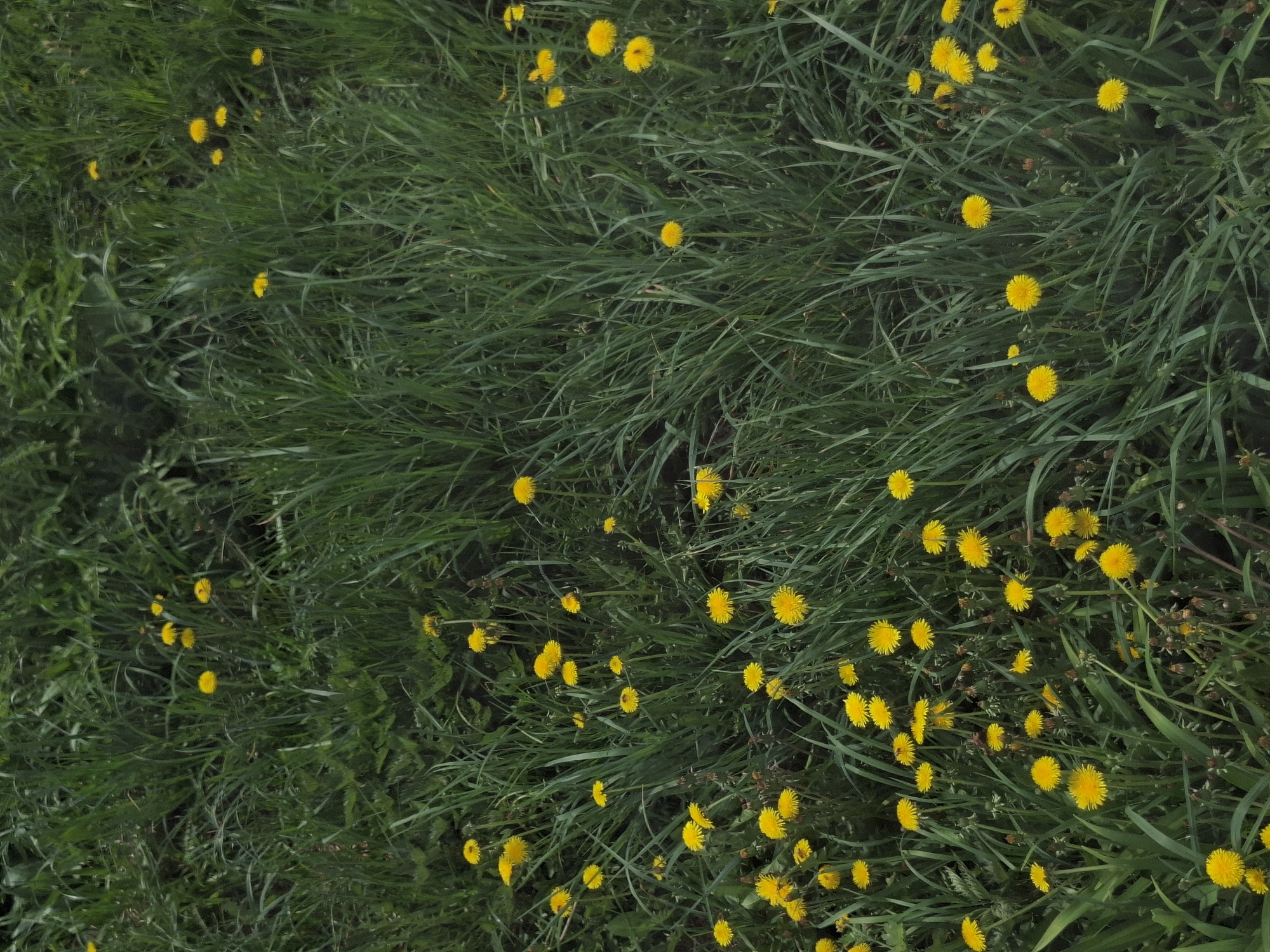 A high-angle view depicts a field of green grass interspersed with yellow dandelions. The grass is of varying lengths and shades of green. The dandelions are scattered throughout the field, some appearing more concentrated in certain areas. The scene does not depict a city or include people.