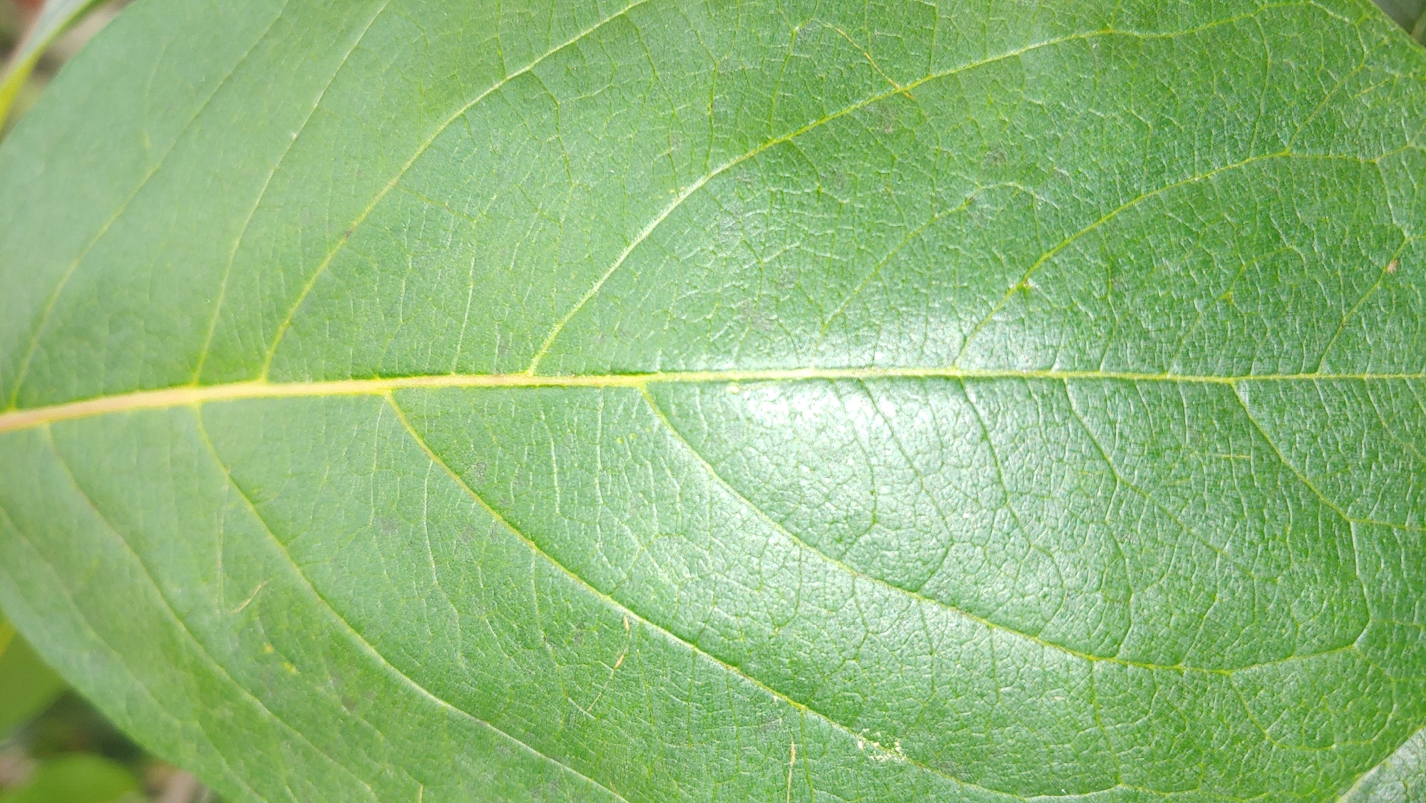 The image displays a close-up, vertical view of a vibrant green leaf. The leaf exhibits prominent venation, with a central, yellowish vein running down the middle and several branching veins extending outwards. The surface of the leaf appears textured and slightly wrinkled. The lighting suggests an outdoor environment, possibly in natural sunlight, creating some bright highlights on the leaf's surface. There are no people, animals, or man-made structures visible in the image. The background is blurred and out of focus, hinting at other foliage or natural elements. The location in Mukachevo, Ukraine, is not discernible from the visual information provided in the image.