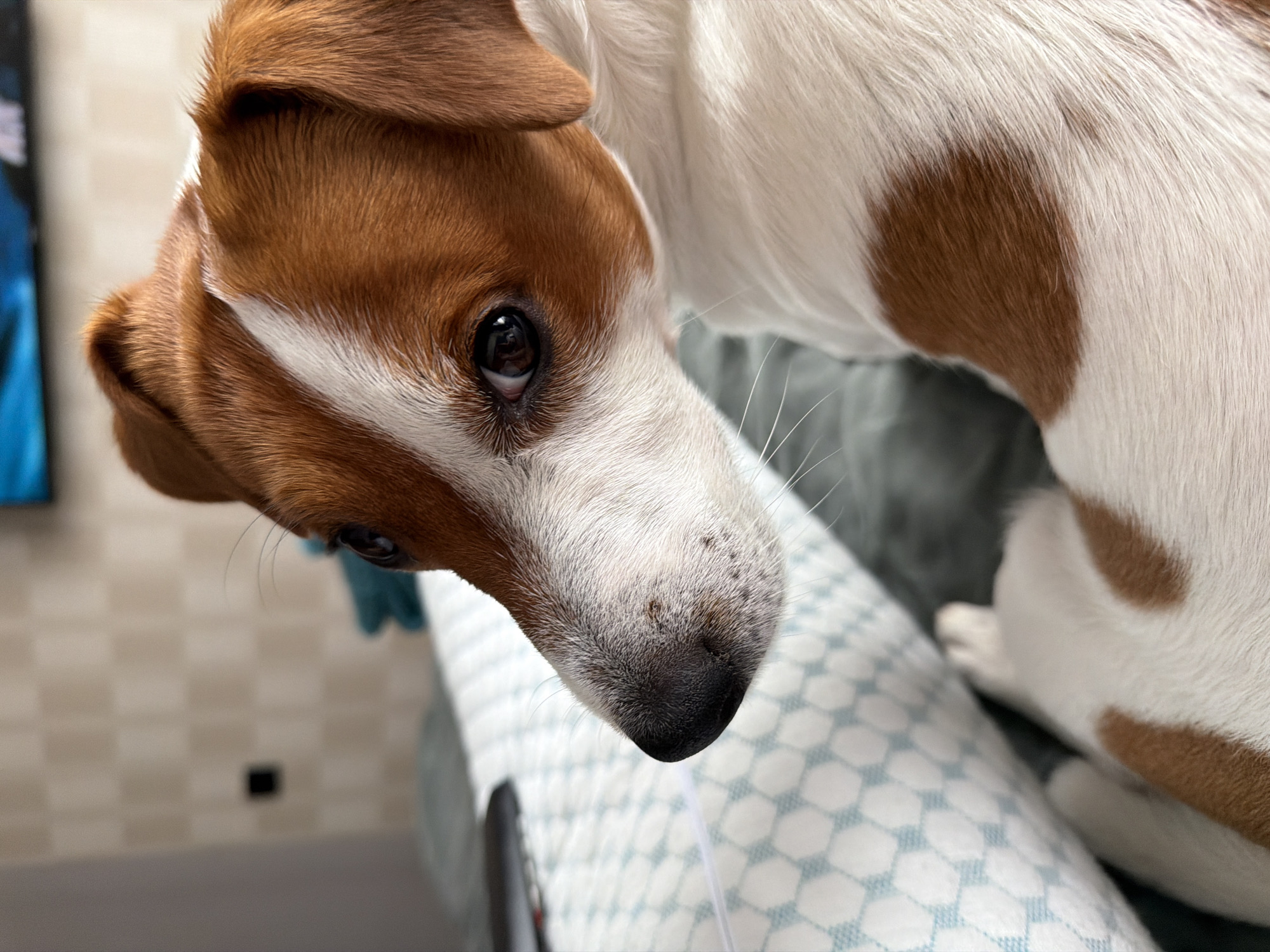 A close-up, eye-level shot focuses on the head and upper body of a Jack Russell Terrier, predominantly white with reddish-brown markings. The dog is lying down, resting its head on a light blue and white patterned pillow. Its gaze is directed to the left of the frame, with its ears perked and alert. The background consists of a textured wall and a blurred bluish object, possibly a piece of furniture or clothing. The lighting appears to be natural, casting soft shadows. The environment suggests an indoor setting, possibly a home. There is no indication of the city of Moscow, Russia, or any other specific location.