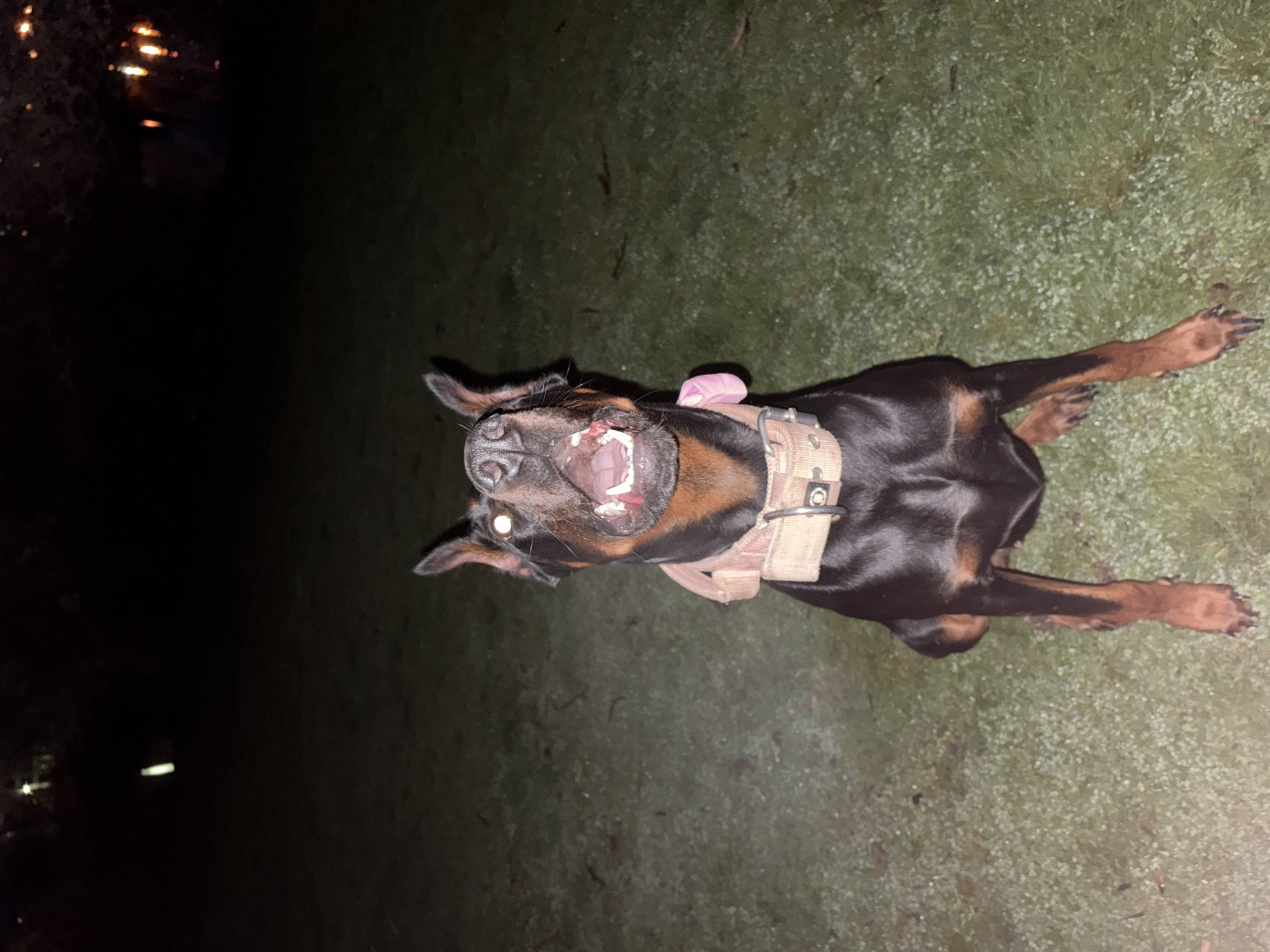 A Doberman Pinscher with a pink item on its head lies on a surface of green grass. The dog is wearing a tan harness. The dog is facing upwards, with its mouth open and teeth visible. The photograph appears to be taken at night or in low light. The location in Sofia, Bulgaria is not discernible from the image.