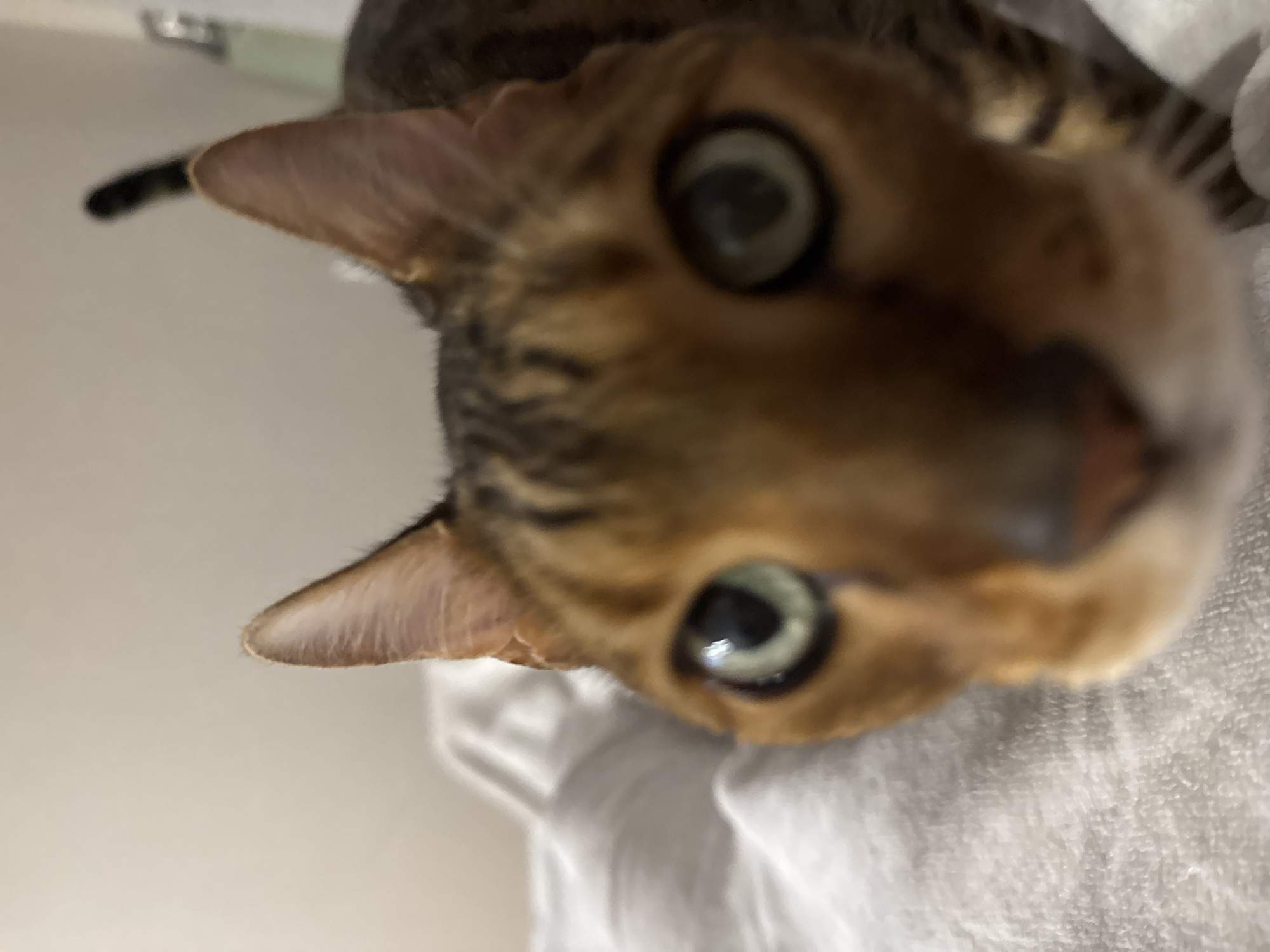 A close-up, slightly blurry image shows the face of a tabby cat. The cat's face is angled, with its nose closest to the viewer and its eyes looking upward. The cat has green eyes and tan fur with dark stripes. Part of a black tail is visible in the background on the left. The cat is lying on a wrinkled white fabric. The location is unknown.