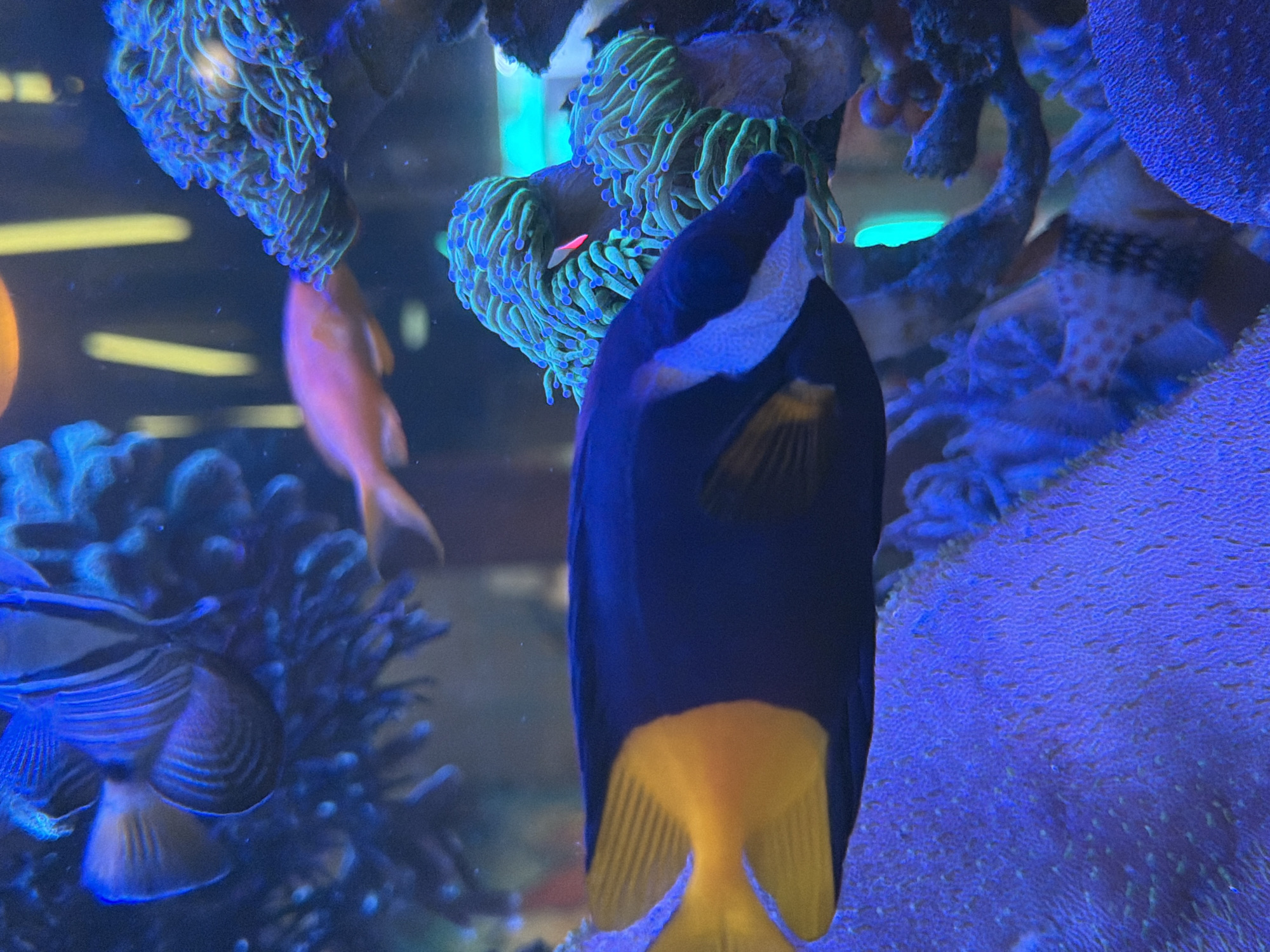 The image shows a view inside a saltwater aquarium. The main subject is a dark blue fish with a bright yellow tail and a white spot on its upper body. The fish is facing away from the viewer. Other fish, including a red-orange one and a blue and yellow fish, can be seen in the background. The aquarium contains various corals, some with green tentacles and blue tips. The lighting is predominantly blue, accentuating the colors of the marine life. There is no verifiable information to associate the image with the city of Pleven, Bulgaria.