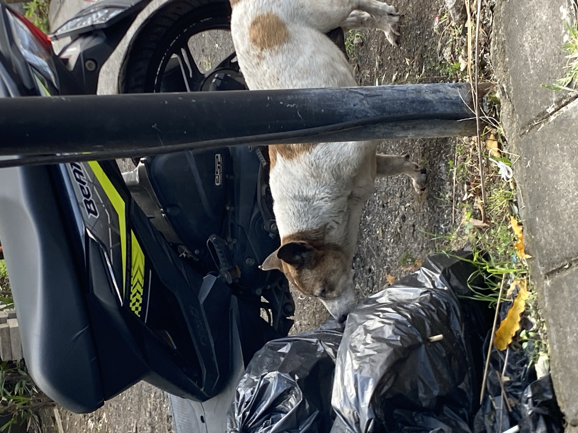 In Mengwi, Indonesia, a mixed-breed dog with white and brown fur sniffs at black trash bags near a motorcycle. The dog is positioned to the right of the trash bags and slightly to the left of a dark vertical pole. The motorcycle is parked behind the dog and trash bags, with its seat and rear wheel visible. The ground is a mix of dirt and gravel, with patches of grass and fallen leaves. A concrete curb runs along the bottom edge of the image.