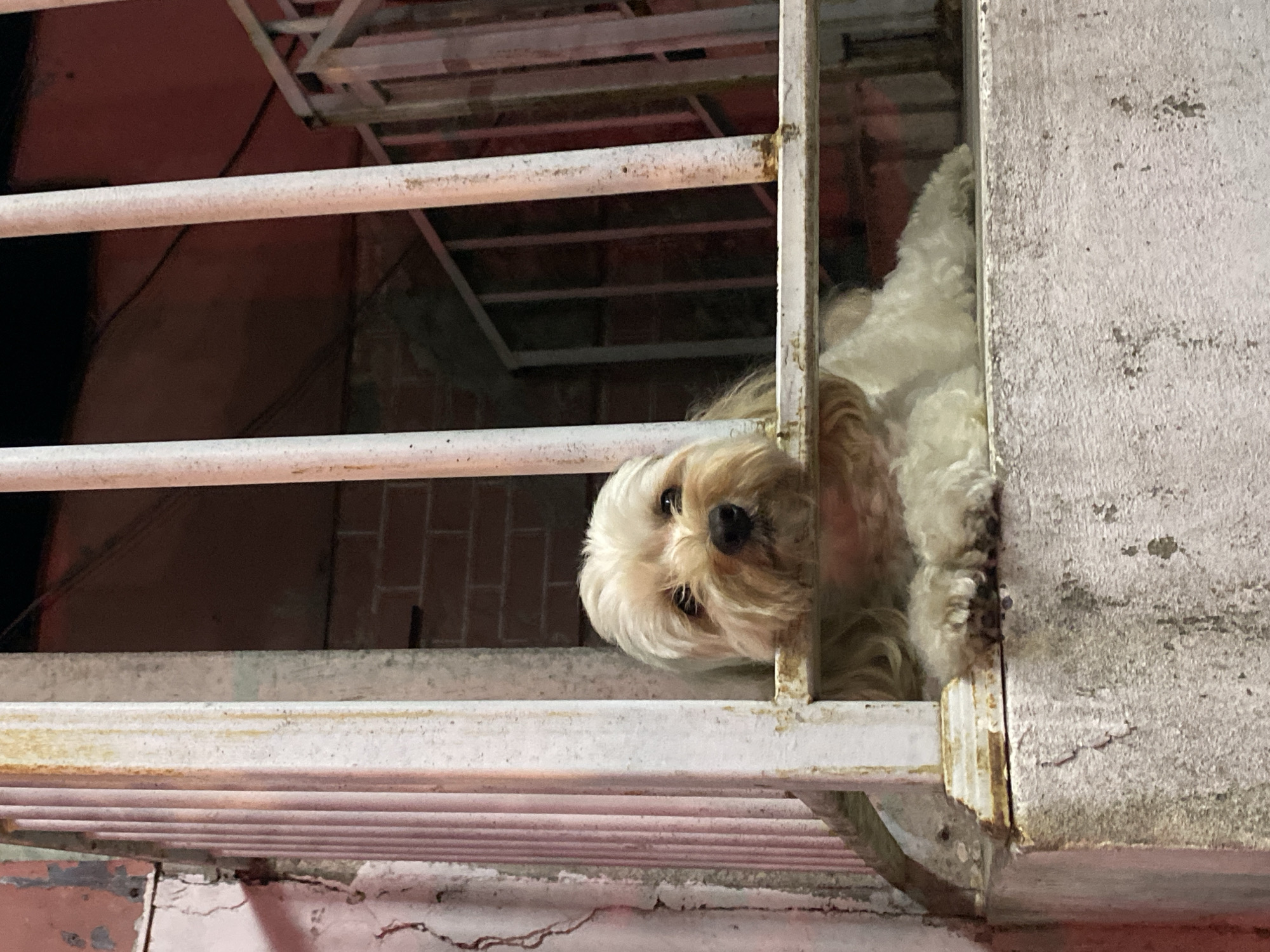 A light-colored, shaggy dog with a black nose and dark eyes rests its head and paws on a horizontal metal bar, looking directly at the camera. The dog is positioned behind vertical metal bars, which are part of a fence or enclosure. The bars and the horizontal bar it is resting on appear to be made of metal and are painted white, with areas of rust and peeling paint visible. The background is dark and shows glimpses of brickwork and a metal staircase. The scene suggests the dog is in an outdoor or semi-outdoor space, possibly a balcony, courtyard, or the entrance to a building, with the dim lighting indicating it might be nighttime or a dimly lit area. The cracked, weathered concrete structure in the foreground suggests an urban environment. The dog's gaze and posture convey a sense of waiting or observation. The overall impression is one of a pet in an enclosure within a slightly neglected urban setting. The image does not contain sufficient information to determine its location in Batumi, Georgia.