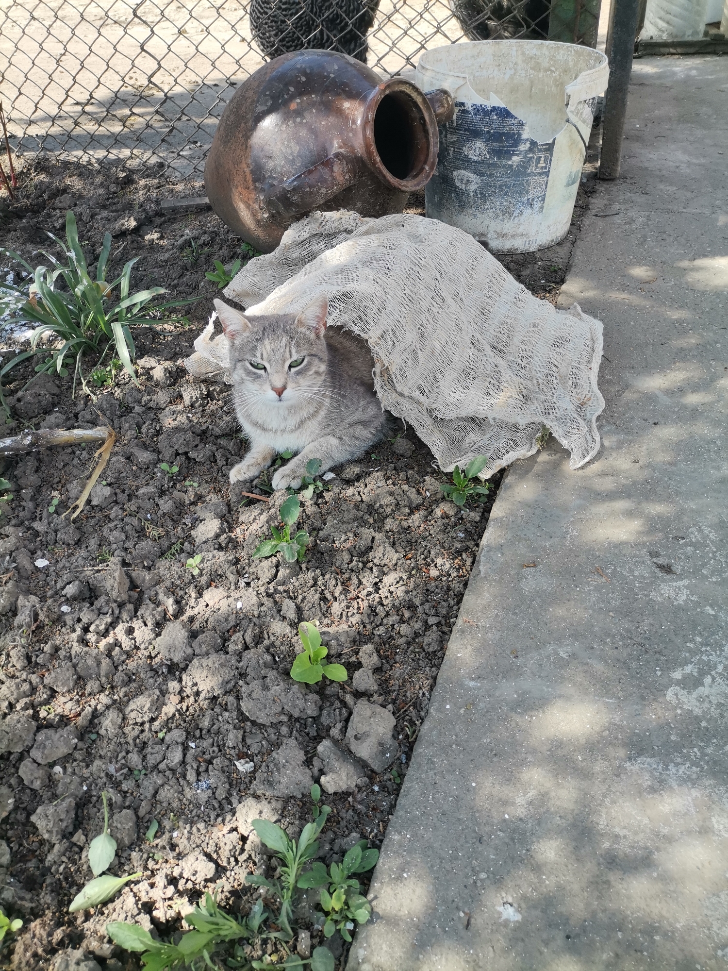 A gray tabby cat sits in a garden bed covered by a loosely woven white cloth. The garden bed is composed of dark soil with sparse green vegetation. Behind the cat are a brown, earthenware jug lying on its side and a cracked, white bucket. In the background is a wire fence. A concrete slab is adjacent to the garden bed on the right. The location is Pobeda, Bulgaria.