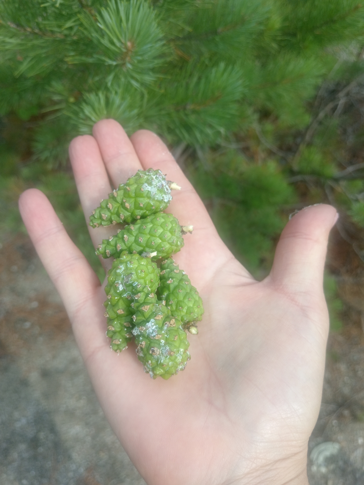 A close-up, high-angle, vertical shot shows a person's open left palm holding a cluster of small, green pinecones. The pinecones are clustered together, with some having white powdery residue on them. In the blurred background, green pine needles and branches are visible, along with a muted, speckled ground surface. The scene appears to be set outdoors.