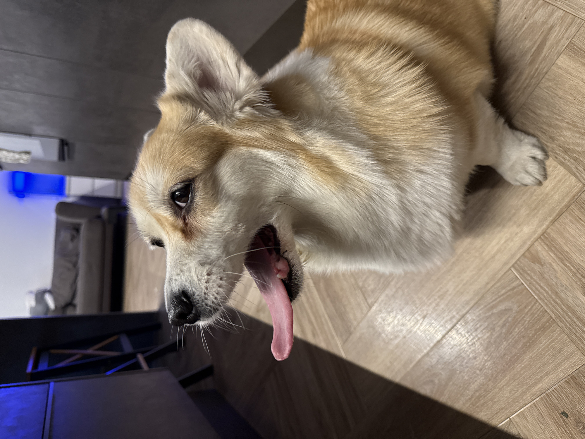 A tan and white Pembroke Welsh Corgi is panting with its mouth open and long, pink tongue extended. The dog is lying on a wooden floor, likely indoors. In the background, a dark object and a gray couch are visible. No people are visible. The image was likely taken indoors. There is no information to identify the location as Krasnoyarsk, Russia.