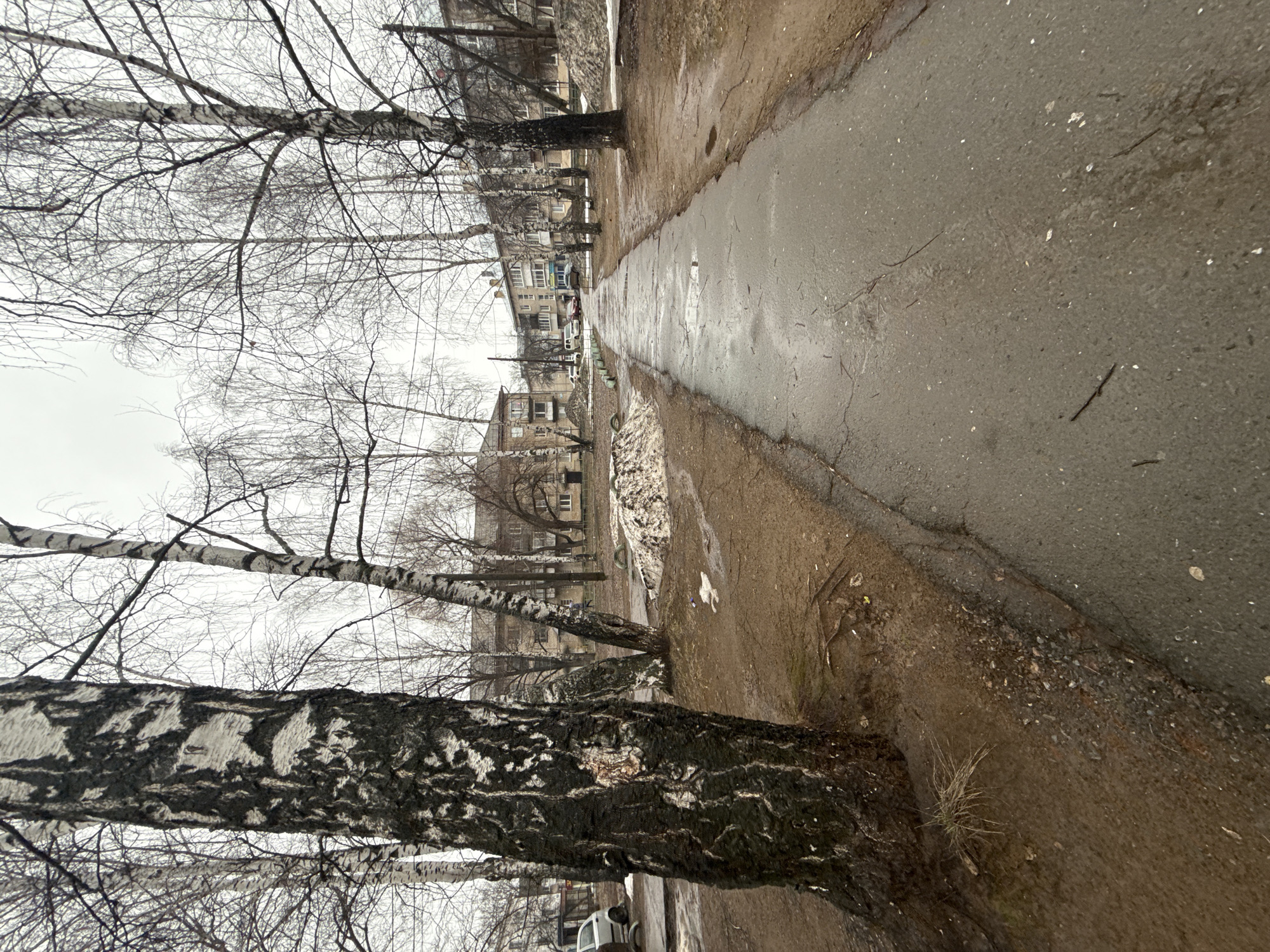 The image depicts a paved pathway in what appears to be a residential area in the city of Chaikovsky, Russia. The pathway is damp or wet, suggesting recent rain or melting snow. Bare trees, primarily birch trees recognizable by their distinctive bark, line the left side of the path. In the background, multi-story apartment buildings typical of Russian urban architecture are visible. Patches of snow remain on the ground beside the pathway. The image has a slightly tilted perspective. No people are visible. A parked car is visible in the distance.