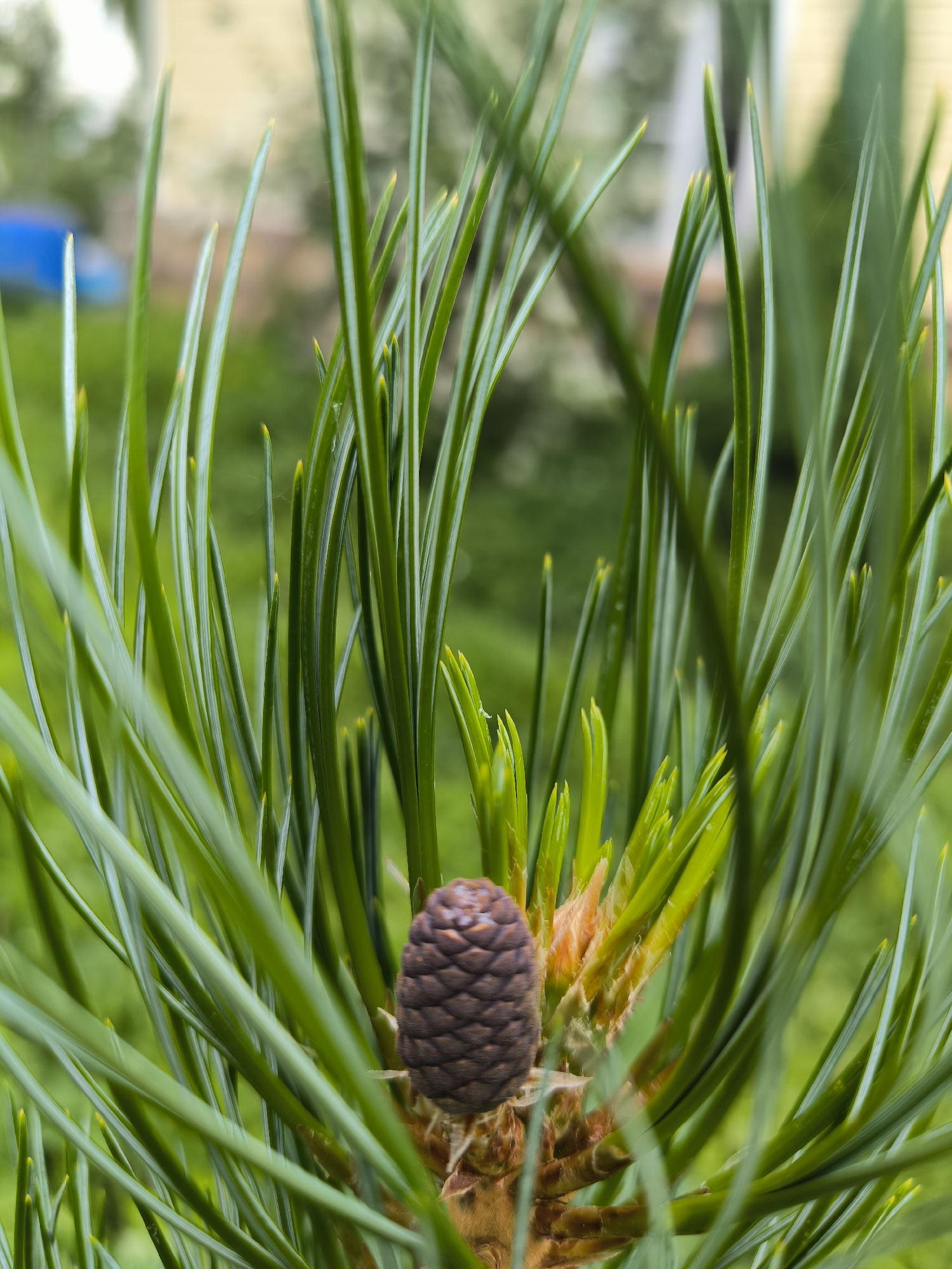 In Uzunovo, Russia, a close-up photograph captures a pine cone nestled among vibrant green pine needles. The pine cone, small and brown, is centrally located in the frame, surrounded by the sharp, elongated needles of the pine tree. The background is softly blurred, suggesting an outdoor environment with hints of green foliage and possibly a building. The lighting is natural, illuminating the textures of the pine needles and the scales of the cone. The image focuses on the intricate details of the pine tree's reproductive structure.