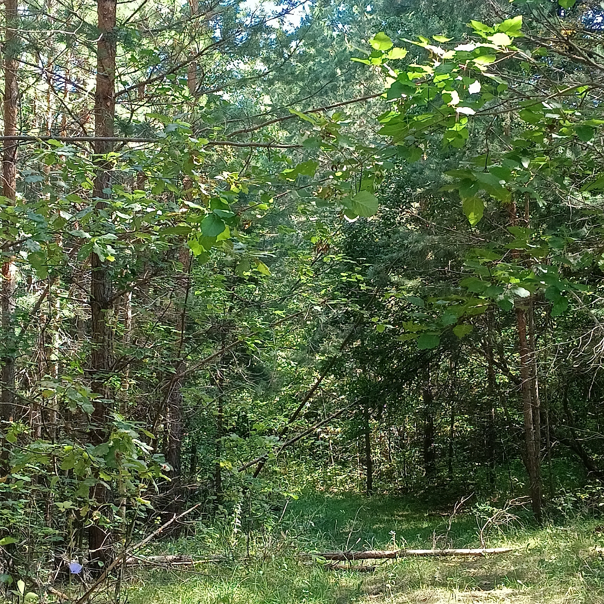 The image depicts a sun-dappled forest scene, likely within the city of Novinki, Russia. Tall pine trees dominate the background, their trunks appearing slender and weathered. A dense canopy of green leaves forms the upper portion of the image, with sunlight filtering through, creating bright patches and shadows. In the foreground, there is an undergrowth of grass and smaller plants, with fallen branches and twigs scattered across the ground. A small, bright blue object is visible among the lower branches on the left side of the frame, possibly a piece of litter. The overall impression is one of a natural, somewhat wild, wooded environment.