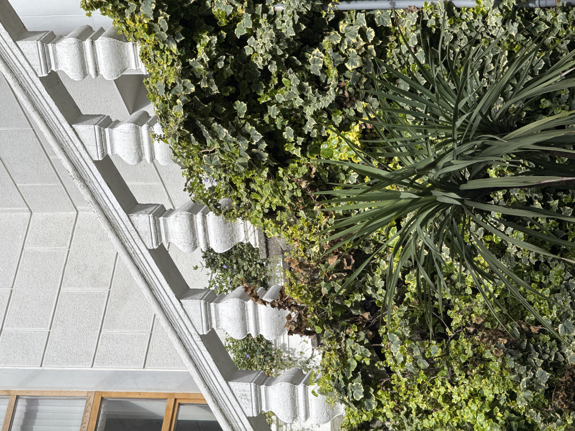 An upward-angled shot showcases a building exterior in Sochi, Russia. The building's corner features white textured wall panels and a decorative, white-painted molding detail with regular curved indentations. Ivy with green and yellow variegation climbs along the wall, adjacent to the molding. A spiky, long-leaved plant partially obscures the ivy. A portion of a window with a wooden frame is visible at the bottom-left of the frame. A thin, metallic pole extends horizontally along the top of the ivy.