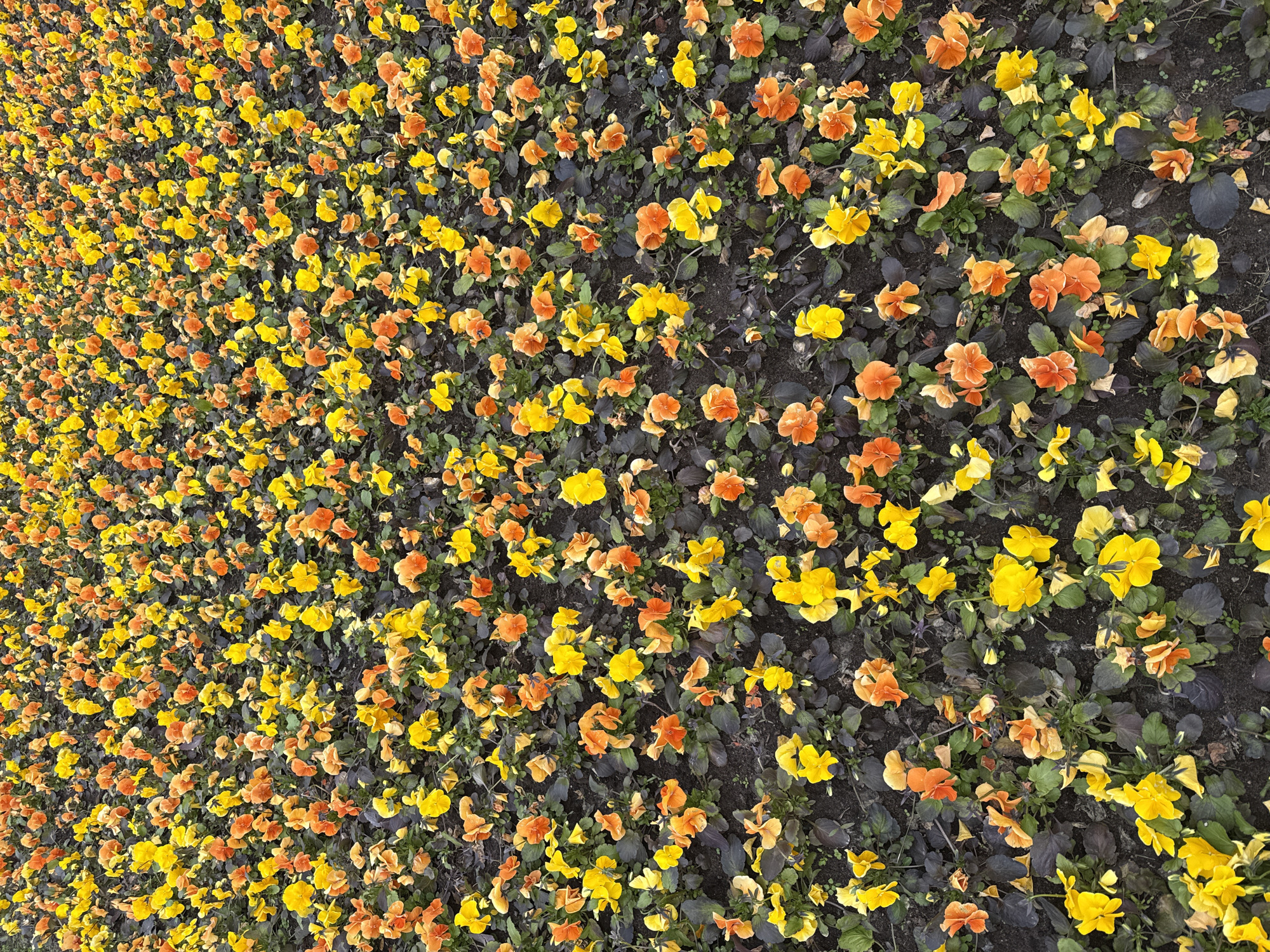 The image shows a flower bed densely planted with pansies. The flowers are predominantly yellow and orange, interspersed amongst green and darker-toned foliage. The location is likely Saint Petersburg, Russia, based on the presence of flowers commonly found in the city's landscaping.