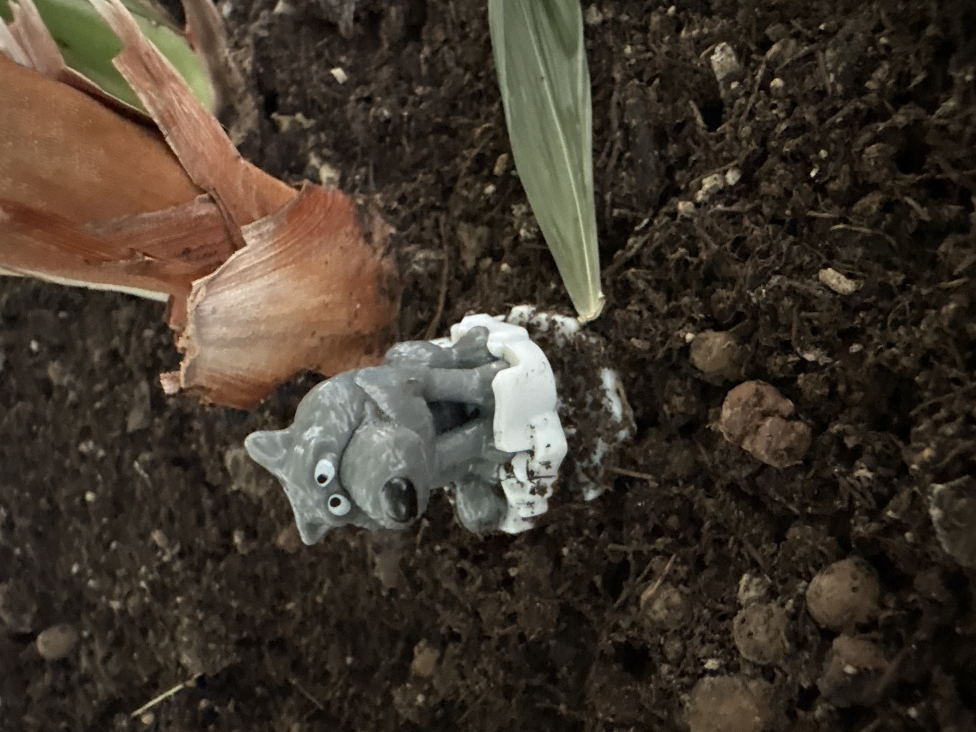 The image shows a patch of dark, moist soil. Partially buried in the soil is a brown onion bulb with some green shoots emerging. Beside the onion bulb is a small, grey plastic toy resembling a wolf, with white paint smudged on its back. The scene is most likely an outdoor garden or planting area. The location of the city of Izhevsk, Russia is not detectable from this image.