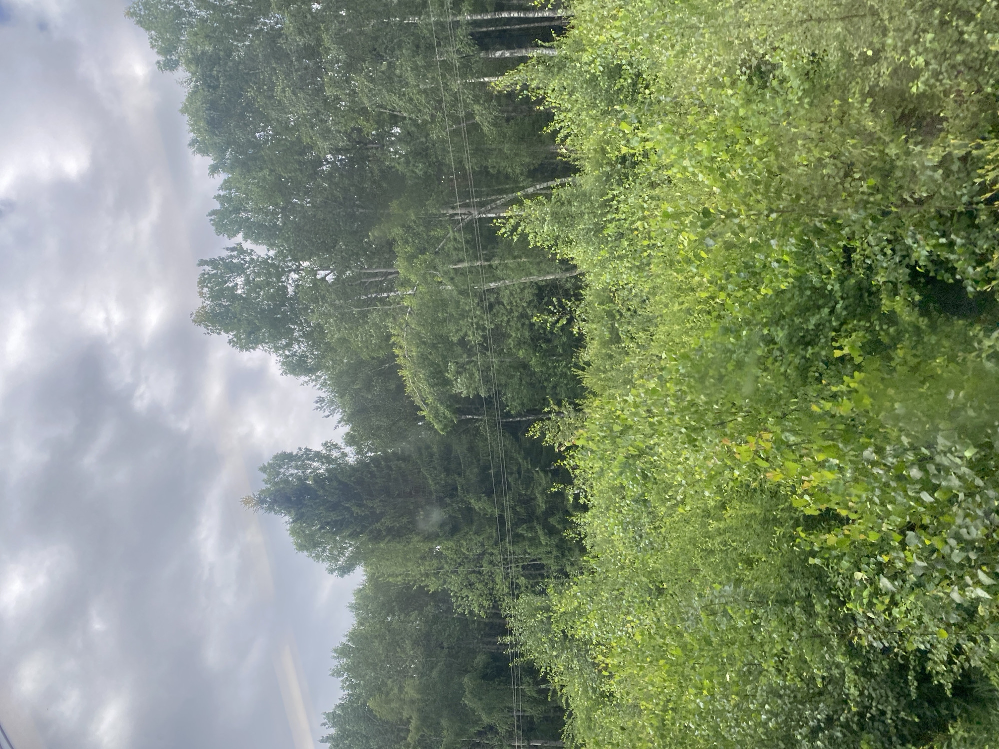 The image depicts a dense, verdant forest with a mix of deciduous and coniferous trees under a cloudy sky. The foreground is filled with lush green foliage, likely bushes and smaller trees, creating a thick undergrowth. In the background, taller trees, including what appear to be birch trees with their characteristic white bark, form a dense forest line. Power lines are visible horizontally across the mid-ground, suggesting proximity to human infrastructure. The overall scene is one of a natural, wooded area, possibly on the outskirts of a settlement. The location is identified as Zaprudnya, Russia.