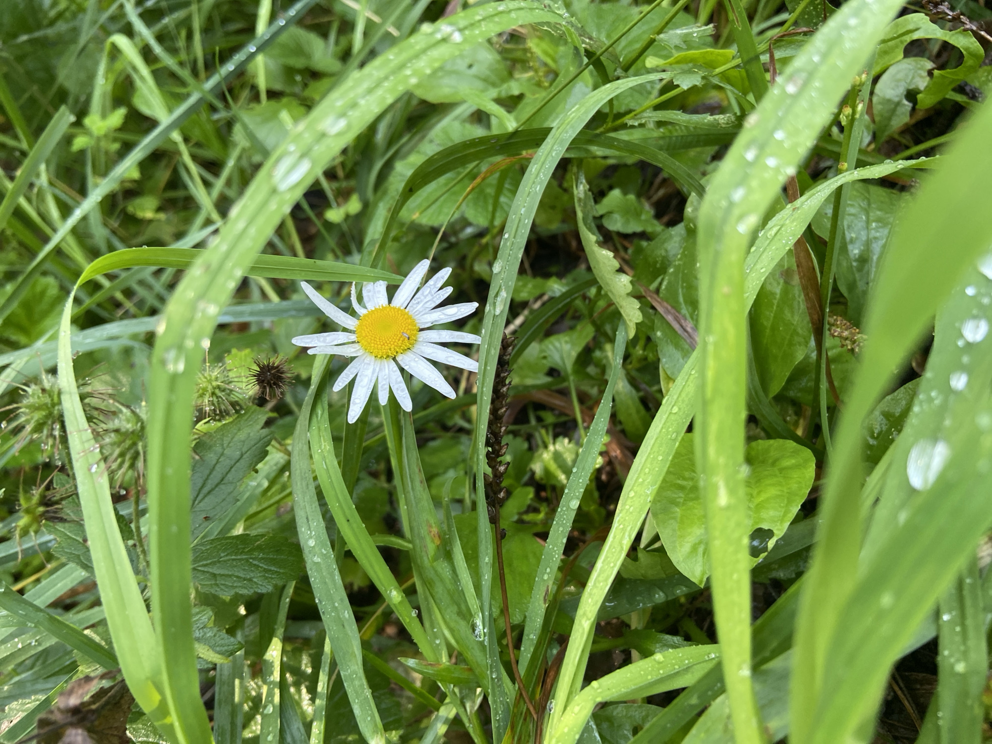 The image shows a close-up view of a single white daisy with a yellow center, nestled amongst lush green grass. The grass blades are adorned with numerous water droplets, suggesting recent rain or dew. The background is a blur of green foliage, with some darker elements indicating more dense undergrowth. The daisy's petals are delicate and slightly curved, and the yellow center is vibrant. The overall impression is one of a natural, serene outdoor scene. There is no indication of the specific location in Balashikha, Russia, in the image itself.