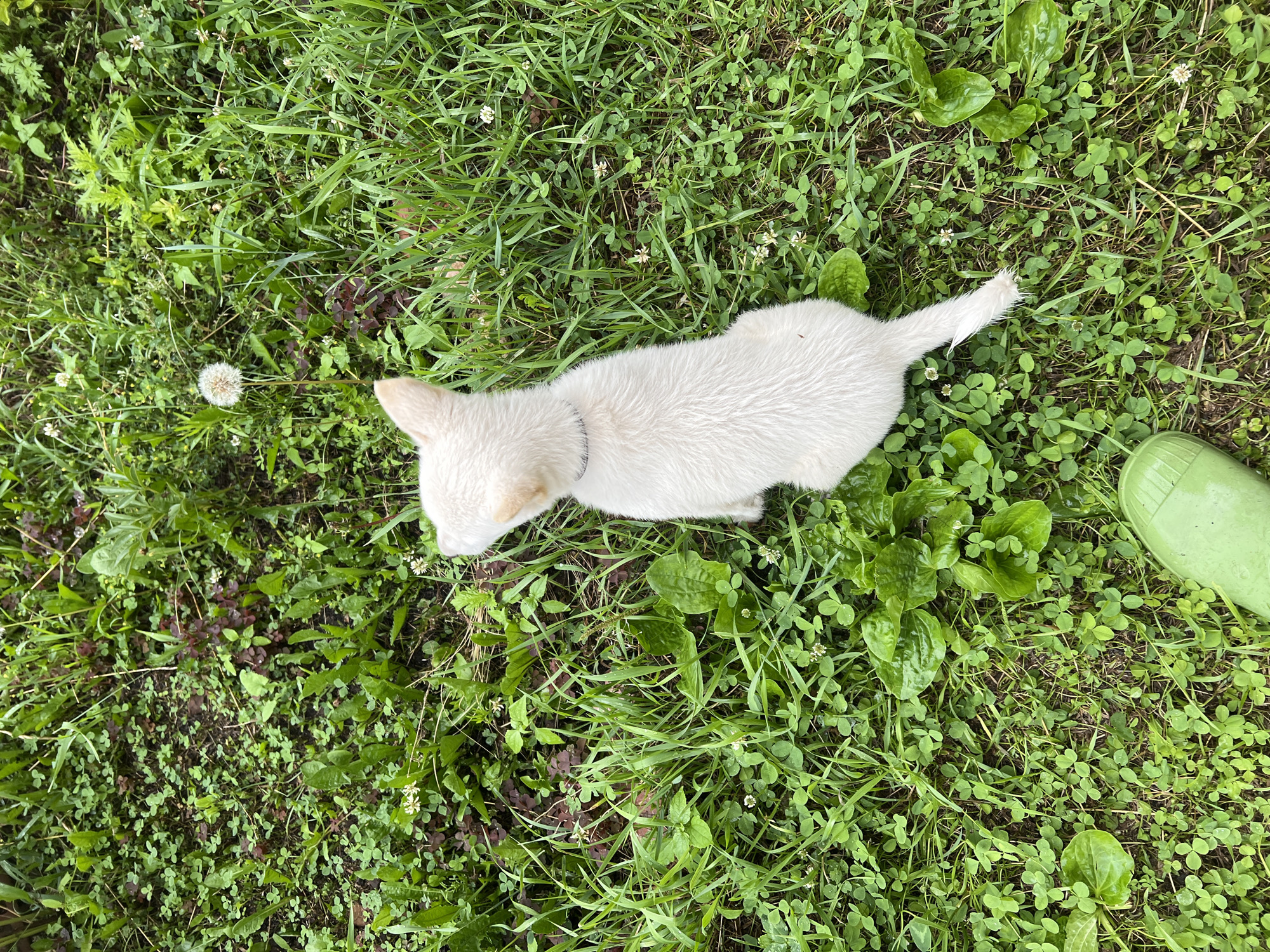 This is a top-down, eye-level shot of a fluffy, light-colored puppy sitting on a grassy lawn in Pivkino, Russia. The puppy is facing left, with its head tilted slightly down as if investigating something on the ground. It has a simple gray collar.
The ground is covered in a variety of green foliage, including thick blades of grass, clover with small white flowers, and larger broad-leafed plants. There are also some patches of dark soil visible. To the left of the puppy, a dandelion gone to seed is prominently featured. To the right of the puppy, a portion of a bright green rubber boot is visible, suggesting the presence of a person.
The scene appears to be outdoors, likely in a backyard or park. The wetness of the grass and leaves hints at recent rain or dew, suggesting it could be morning or after a rain shower. The lighting is diffused and natural, consistent with an overcast day. There is no visible text in the image. The overall mood is one of peacefulness and simple domesticity, capturing a quiet moment between a puppy and its environment.