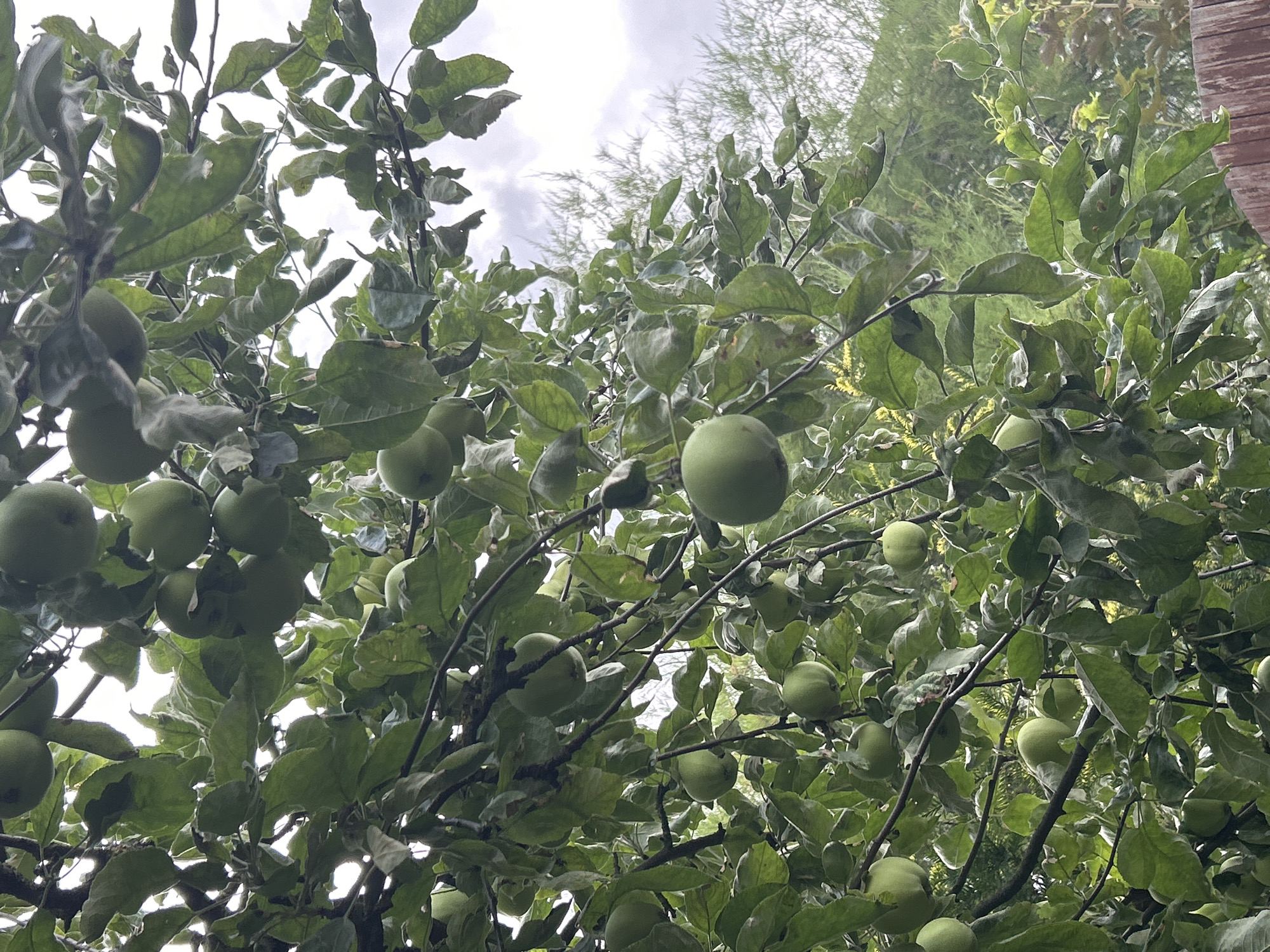 This is a photograph of an apple tree laden with green apples, viewed from below, looking up towards the branches and the sky. The sky is overcast and appears a pale grey. The tree is densely packed with green leaves and numerous green apples in various stages of development. The apples are round to slightly oval and uniformly green. The branches are dark and textured, with some appearing thicker and older than others. In the background, out of focus, are more green foliage and a wooden fence, suggesting an outdoor setting, possibly a garden or orchard. The overall impression is one of abundance and nature. The specific location in Tczew, Poland is not determinable from the image itself.