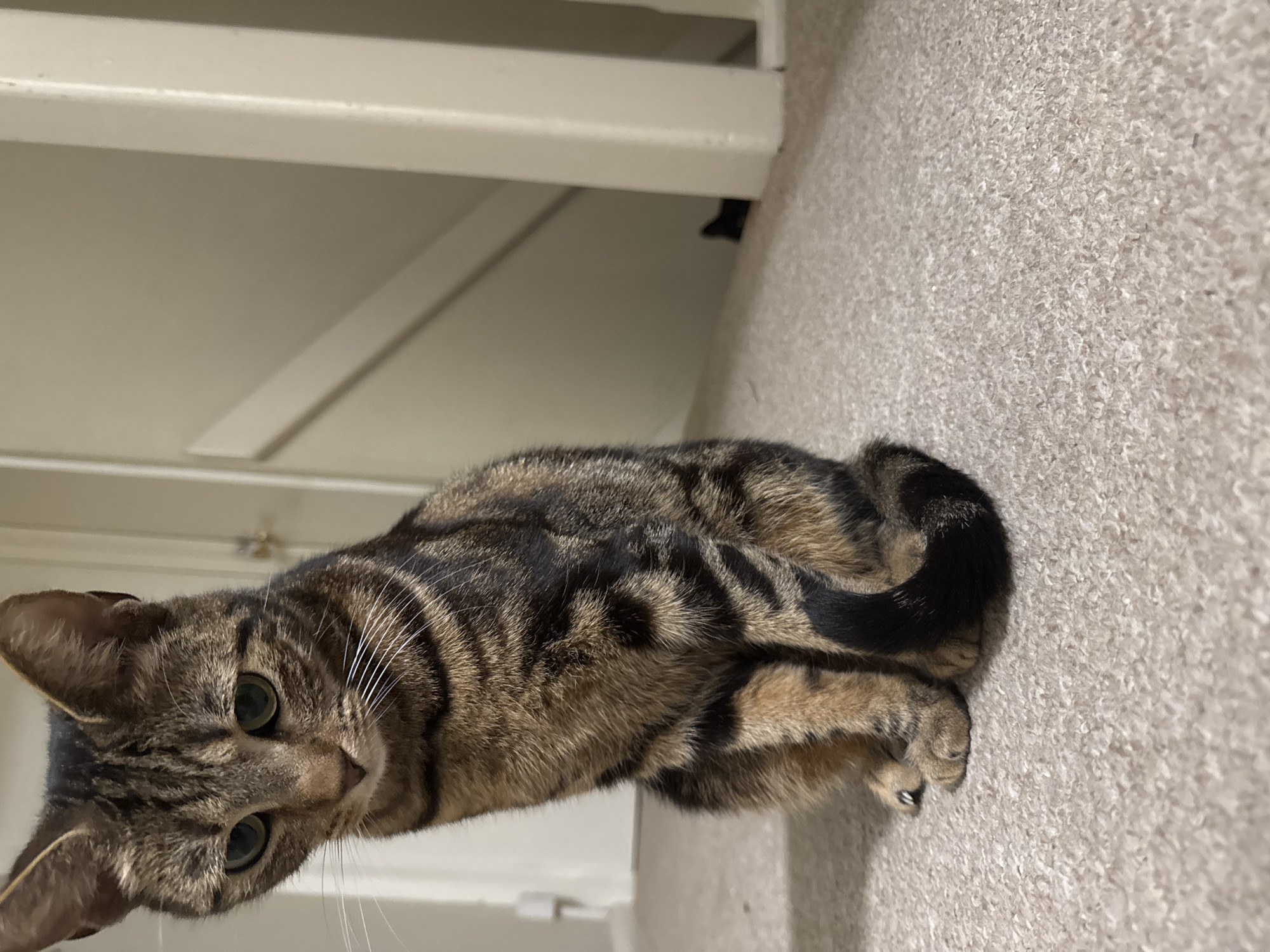 A brown tabby cat lies on beige carpet. Its tail is curled around its body. The cat looks to the left with green eyes. Behind the cat are a white wall and doorframe. In the background, a black object is visible underneath the structure. The photograph does not contain enough information to determine whether it was taken in Desborough, United Kingdom.
