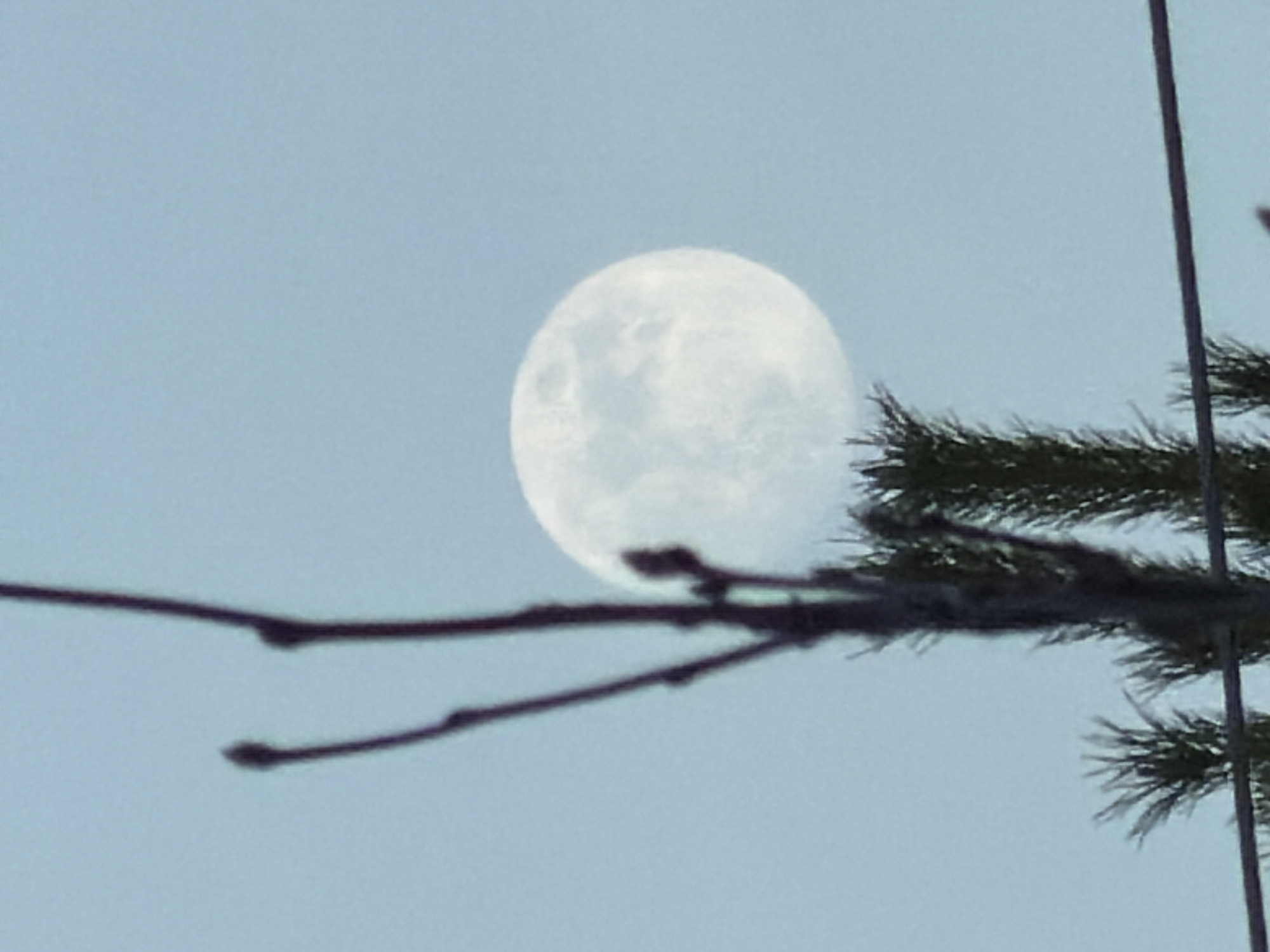The image shows a full moon in a light blue sky. In the foreground, there are blurred branches of a tree. The location (Markovo, Russia) cannot be verified solely from the image.