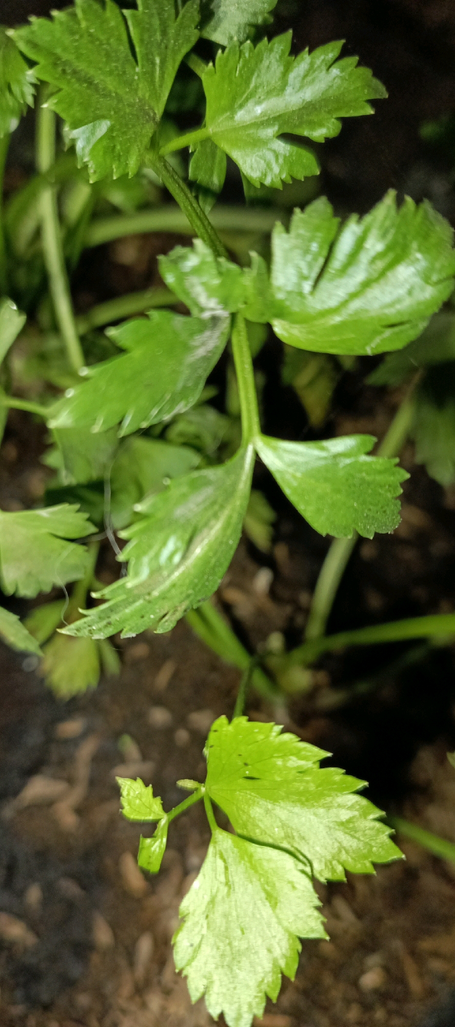 A close-up, slightly blurred, vertical shot showcases lush, vibrant green celery leaves with visible water droplets. The leaves are serrated and have a glossy sheen, suggesting they have recently been watered or are dewy. The background is dark and out of focus, revealing hints of soil and possibly other plants. The image appears to be taken at ground level, looking up at the celery plant. Without further information, the specific location within Denpasar, Indonesia, cannot be determined.