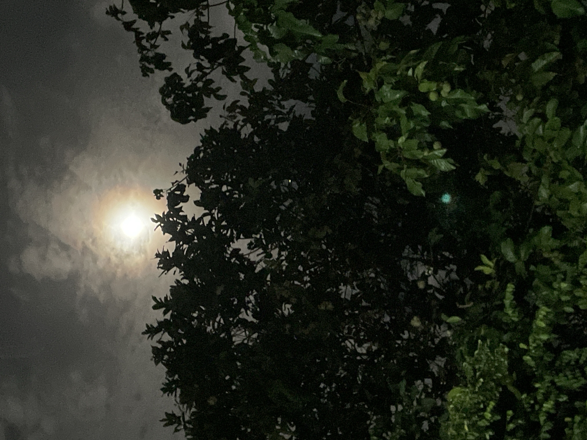 The image depicts a night scene, possibly in Kiblawan, Philippines, as requested in the prompt. A bright, circular light source, possibly the moon, shines through a layer of clouds in the upper left portion of the frame. Dark silhouettes of tree branches and leaves occupy the right and center portions of the image, partially obscuring the light source. The vegetation on the right side appears to be more dense and defined than the rest. The overall lighting is low, creating a dark and somewhat grainy effect.