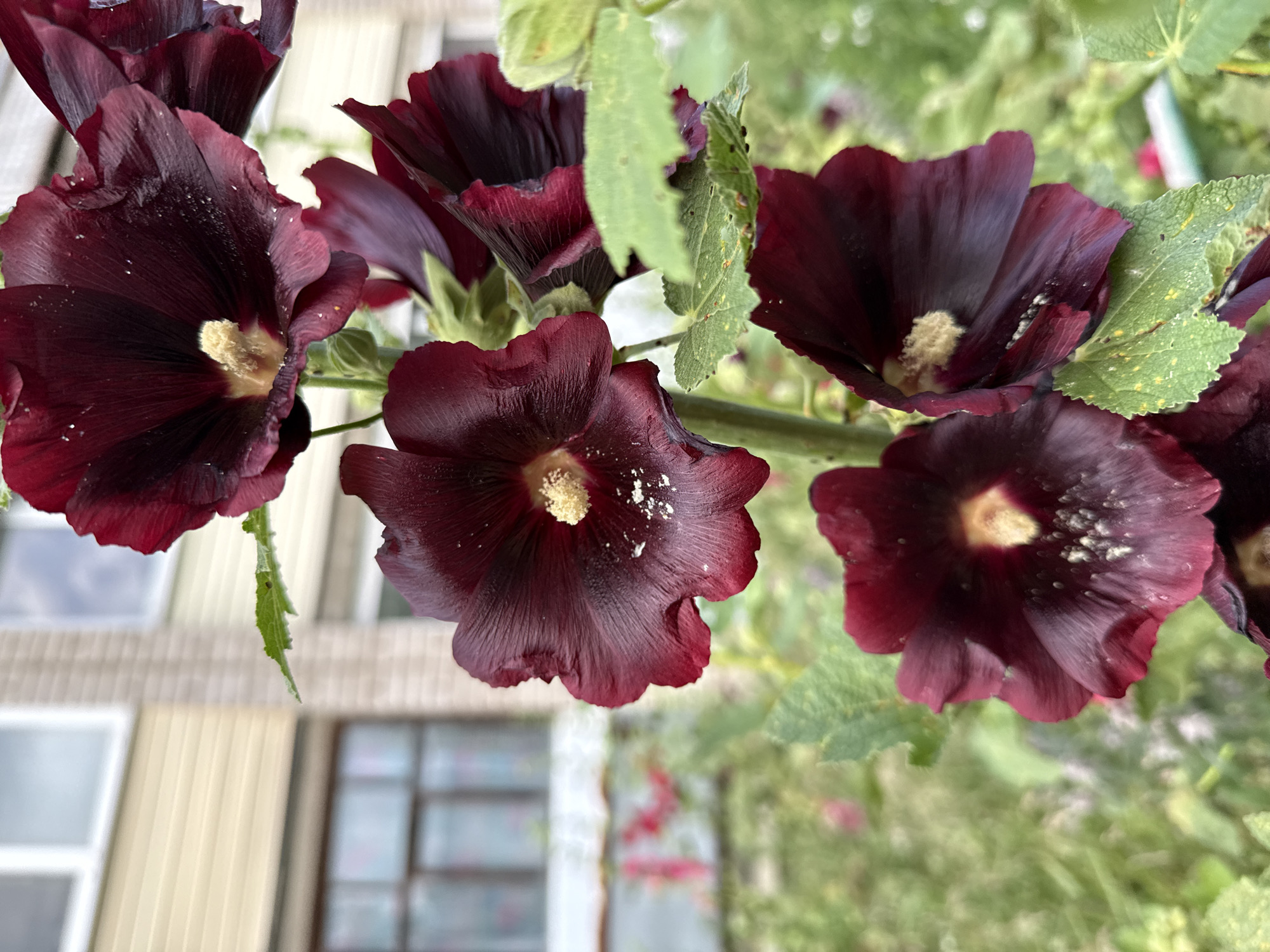 This is a close-up, eye-level, outdoor shot of several dark red hollyhock flowers in bloom. The flowers are the primary subject, with their deep, velvety petals and a light yellow stamen in the center of each bloom. Some white dust-like particles are visible on the petals and stamen of several flowers. Green leaves and stems of the plant are also visible, some of which appear slightly tattered.
In the background, out of focus, are elements of a building with horizontal siding and window panes. The siding is a neutral, light beige color, and the windows are dark, suggesting they might be reflecting the sky or surrounding environment. The overall setting appears to be a garden or yard adjacent to a building.
The lighting suggests it is daytime, with natural light illuminating the flowers. There are no people visible in the image. The image captures a moment of natural beauty in a floral setting, with a hint of an urban or suburban backdrop. No visible text is present in the image.