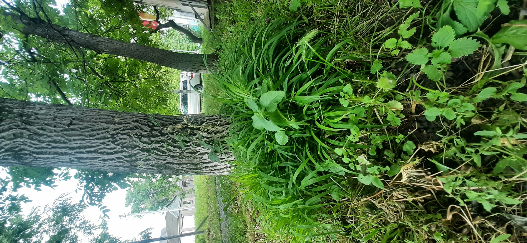 The image depicts a close-up view of the base of a large tree with deeply furrowed bark, surrounded by lush green grass and various smaller plants. In the background, a white minivan is parked on a grassy area, partially obscured by the trees. To the left of the tree, a white building with a pitched roof and windows is visible, suggesting a residential or rural setting. The overall scene suggests an outdoor environment, likely a yard or a natural area within or near Yessentukskaya, Russia. The lighting is diffused, indicating an overcast day or shade from the trees.