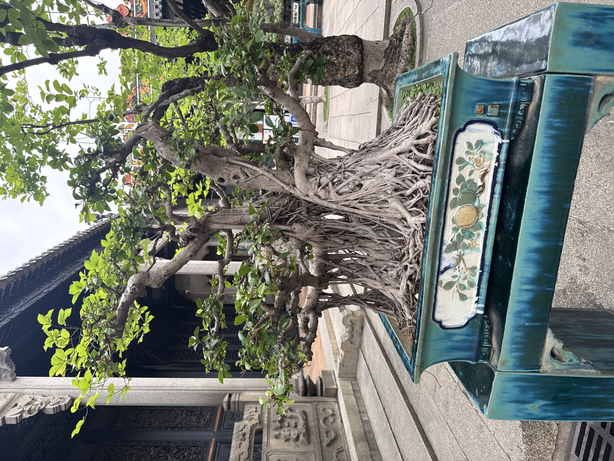 A medium, full shot depicts a bonsai tree planted in a tall, square, turquoise, ceramic planter with an ornamental white panel, set outdoors in the Liwan District of China.
The bonsai tree is central to the image and appears to be a Ficus microcarpa, recognizable by its intricate network of aerial roots. These roots are thick and cover the majority of the base of the tree, cascading down and into the planter. The tree also exhibits sparse green foliage.
The planter is a dark turquoise color, and the ornamental white panel features a floral design in pastel colors. The planter’s design suggests Chinese artistry.
The background includes architectural features indicative of Liwan District, China, known for its historic buildings. A traditional Chinese building is visible, with dark gray tiled roofs and ornate stone carvings on the exterior walls. The ground is paved with stone slabs. Another similar bonsai tree in a planter can be seen in the far background to the left.
The light in the image appears to be overcast, casting a soft, diffused light on the scene.