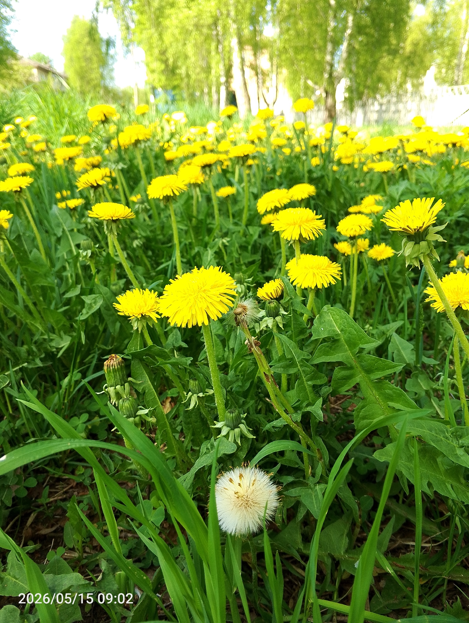 The image shows a field of dandelions (Taraxacum) in full bloom. The flowers are predominantly yellow. There is also a dandelion that has gone to seed (puffball). The grass is green and lush. The background is blurred and features a treeline with hints of a building. The image includes a timestamp of 2026/05/15 09:02. The location is Chaikovsky, Russia.